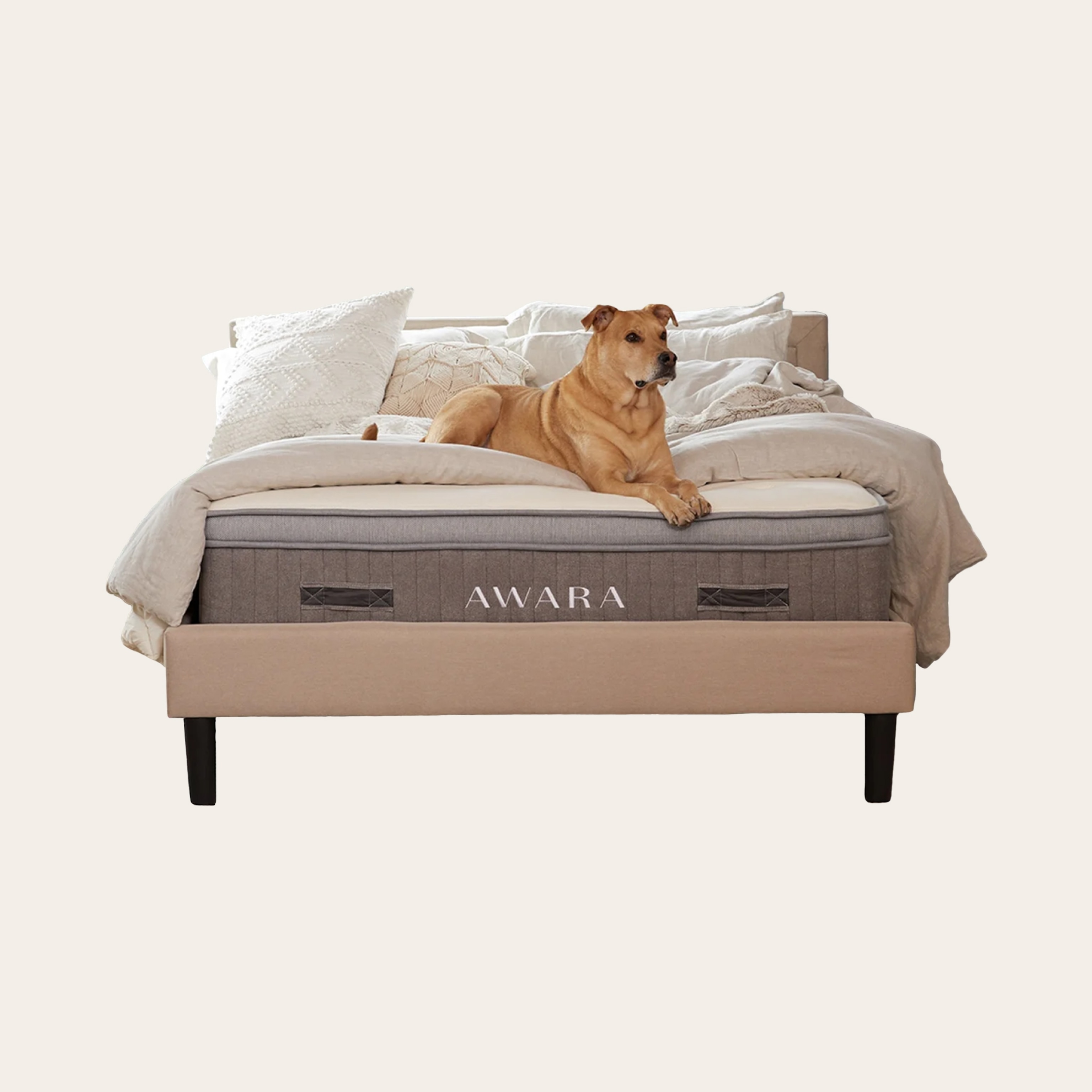 A dog resting atop an Aware mattress against a tan background.