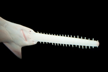 an endangered largetooth sawfish