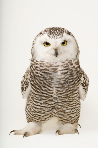 a snowy owl