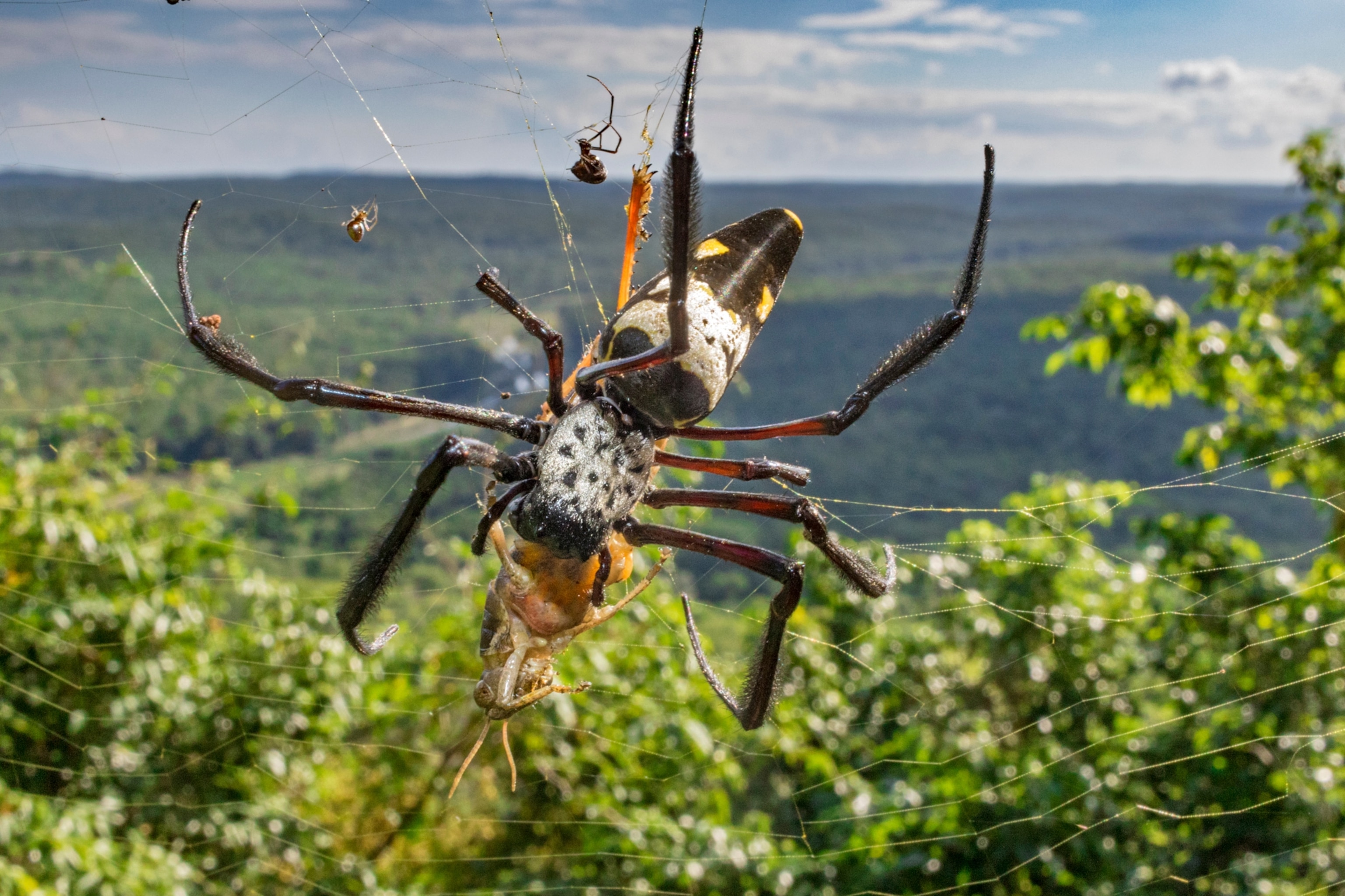 a komacs golden orb weaving spider