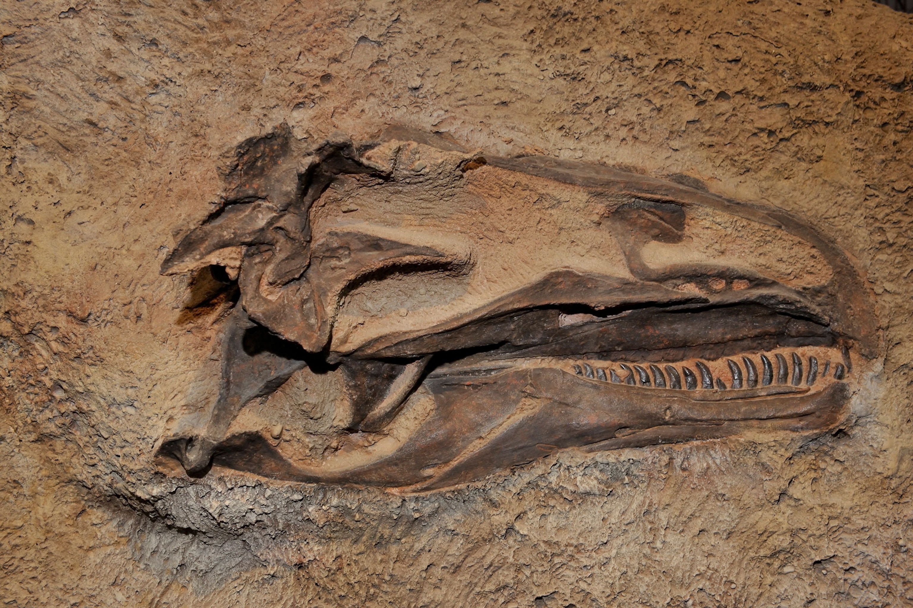 Allosaurus skull, Jurrasic Period, Dinosaur National Monument, Utah.