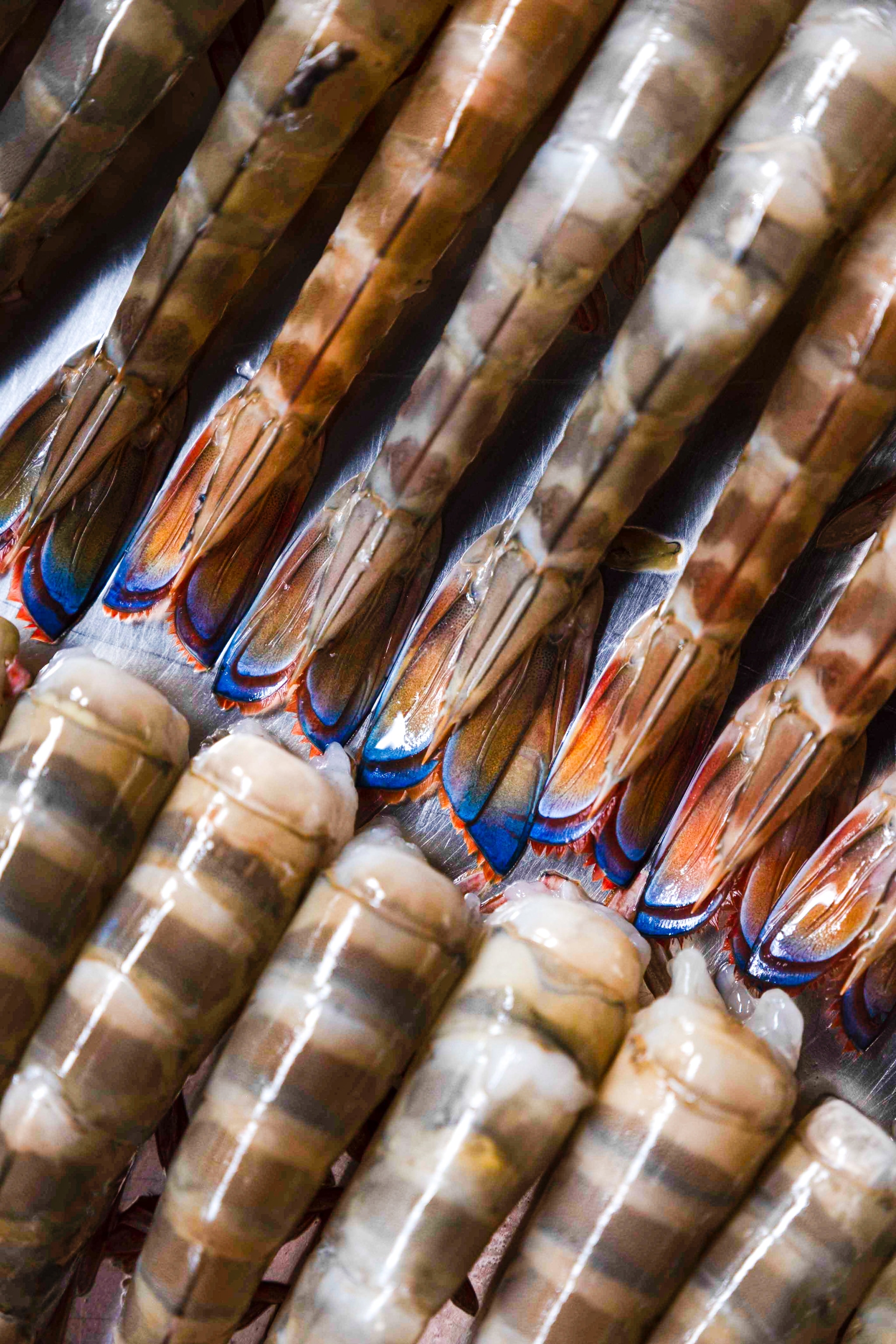 Blue tailed shrimp
