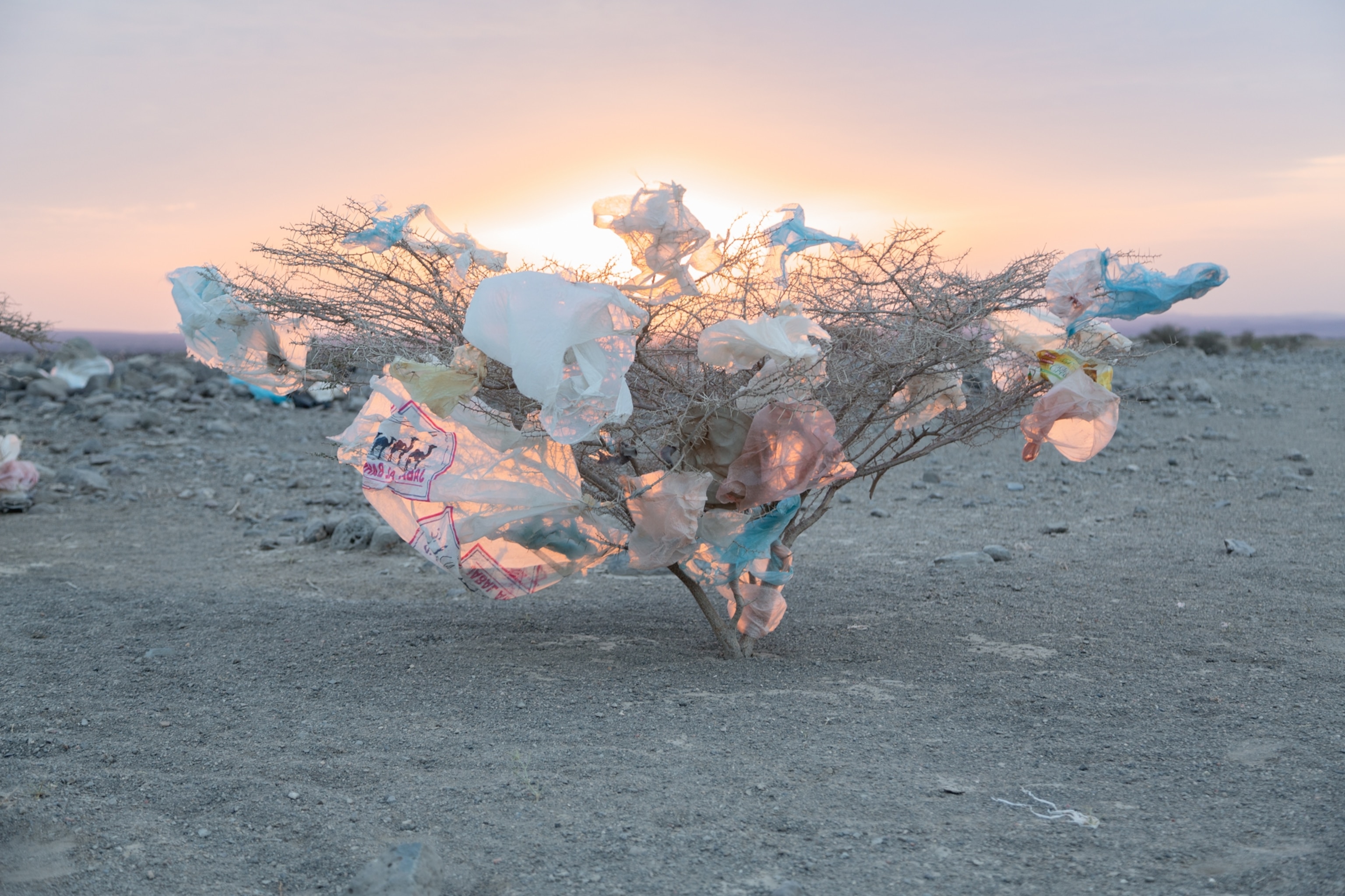 an acacia rustling with plastic trash dropped by travelers