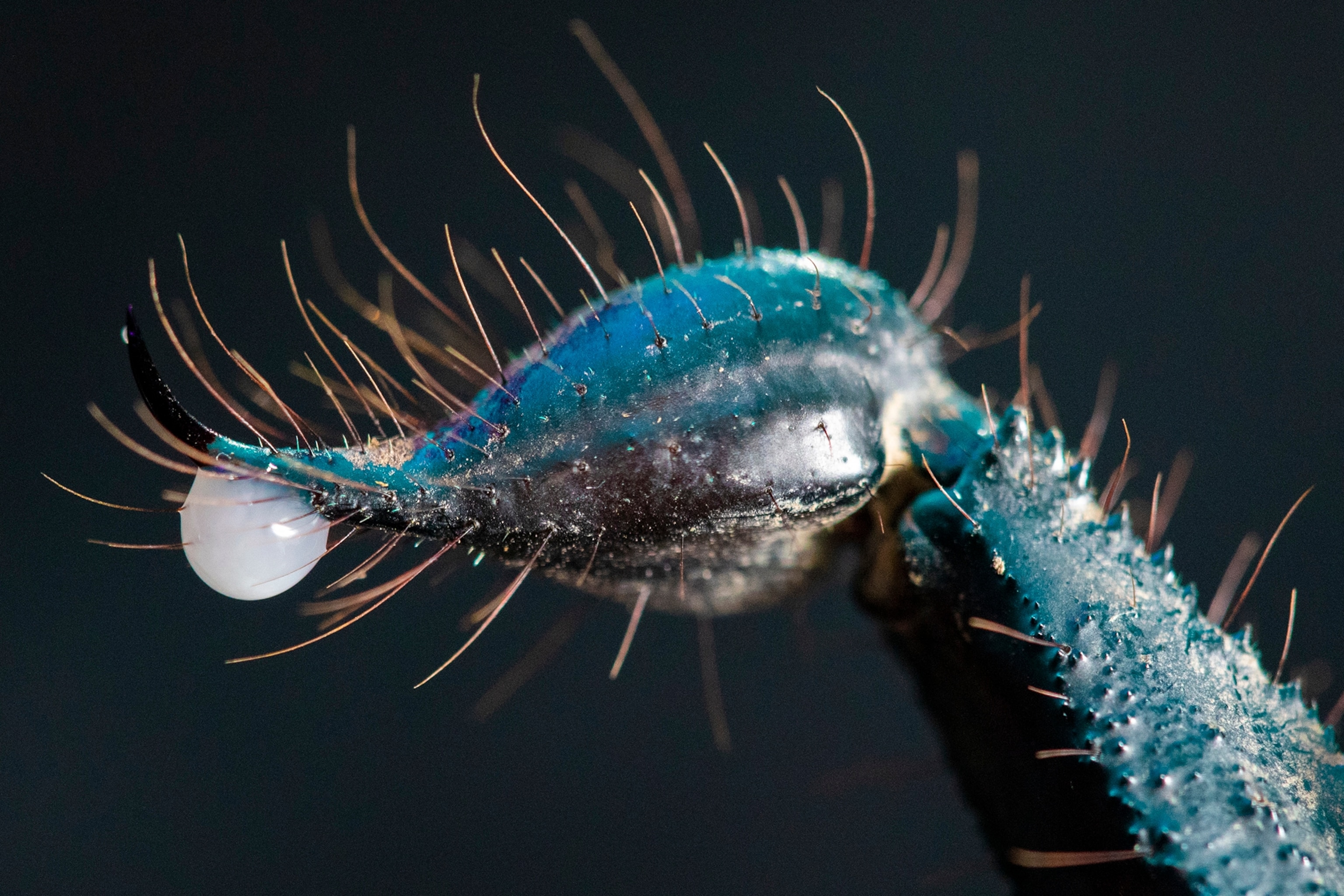 Scorpion’s tail with venom.