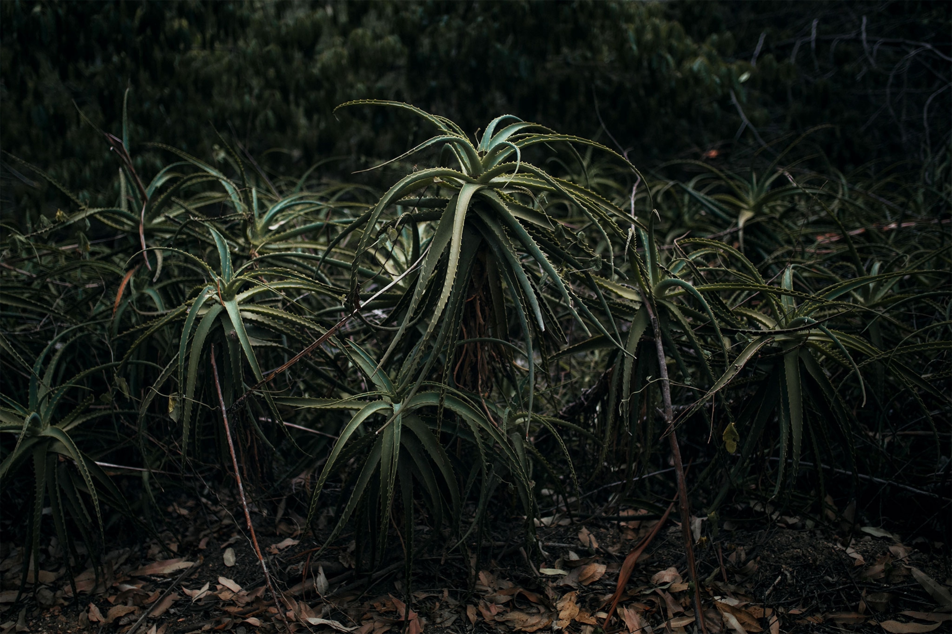 a forest in Uruguay