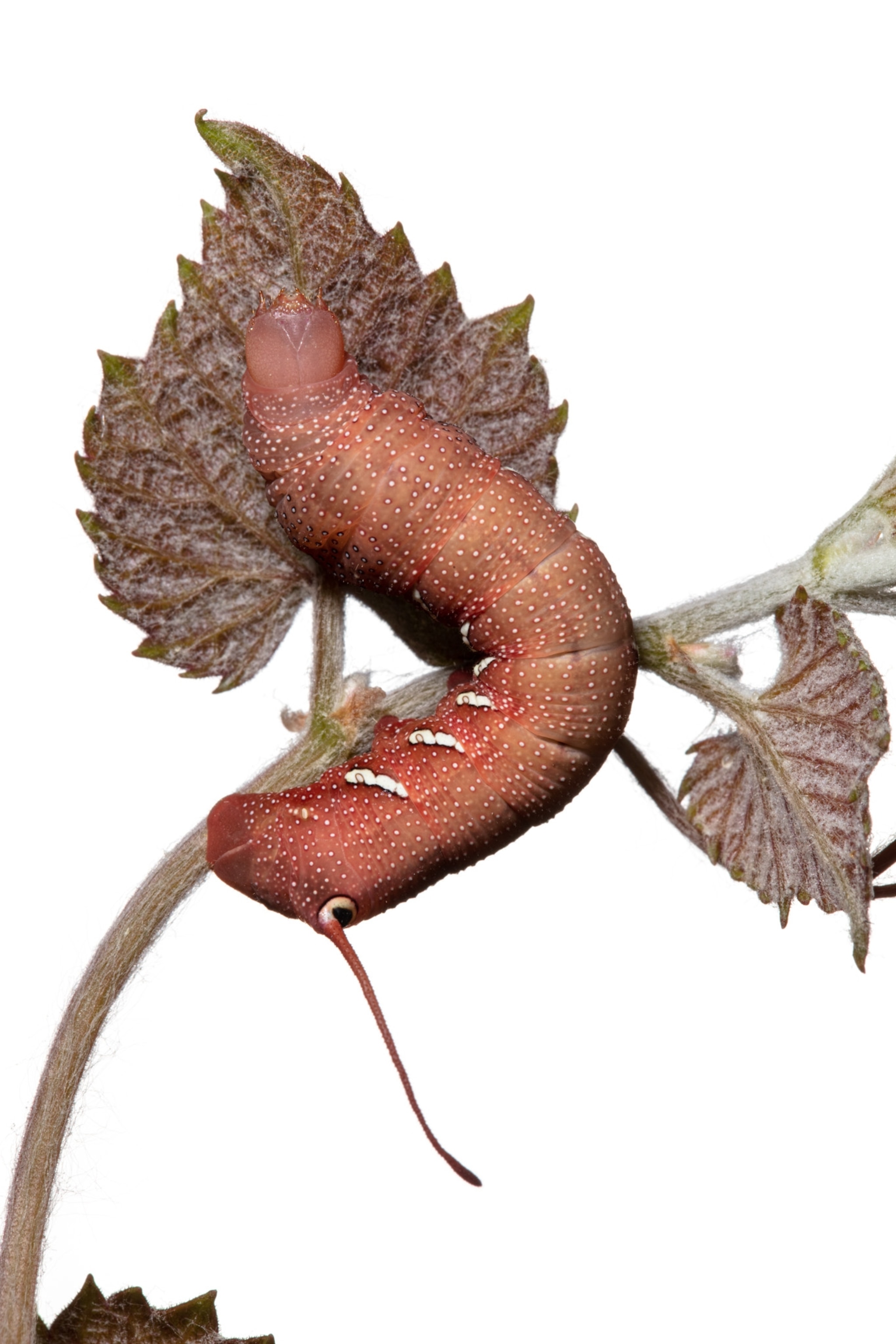 a light pink and orange caterpillar on a stick