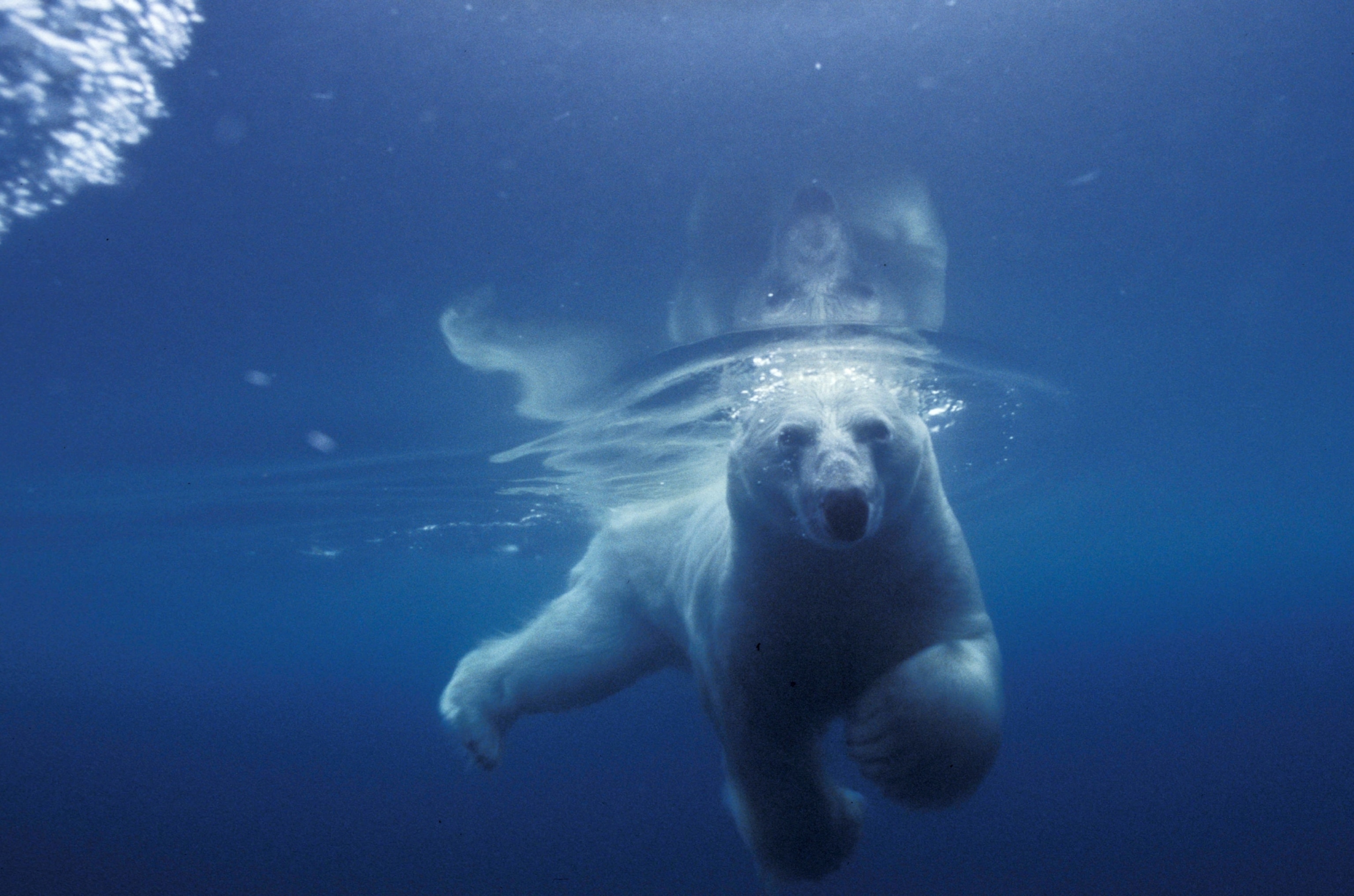 underwater view of a polar bear swimming