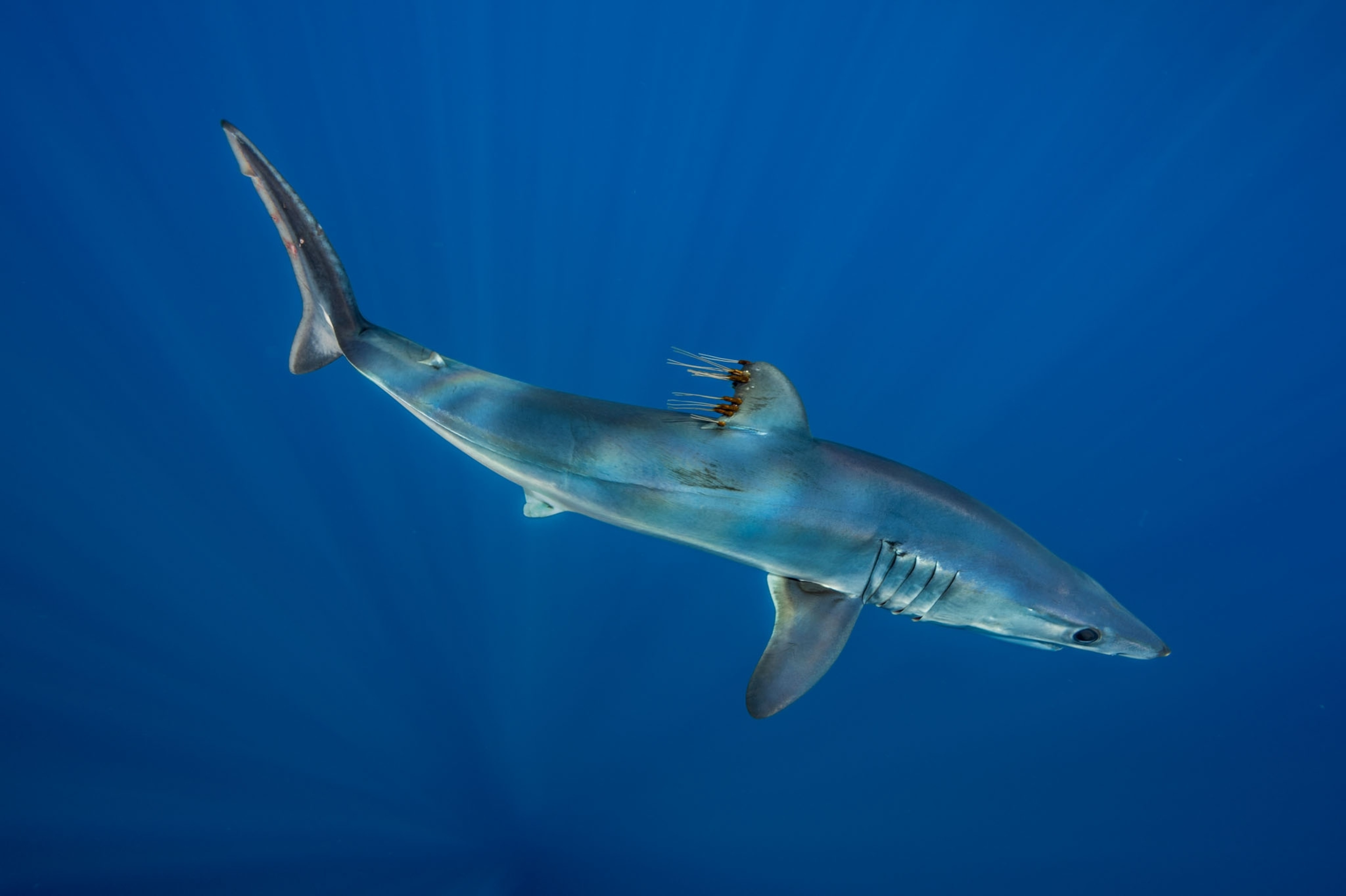 a shark swimming with creatures hanging off its dorsal fin