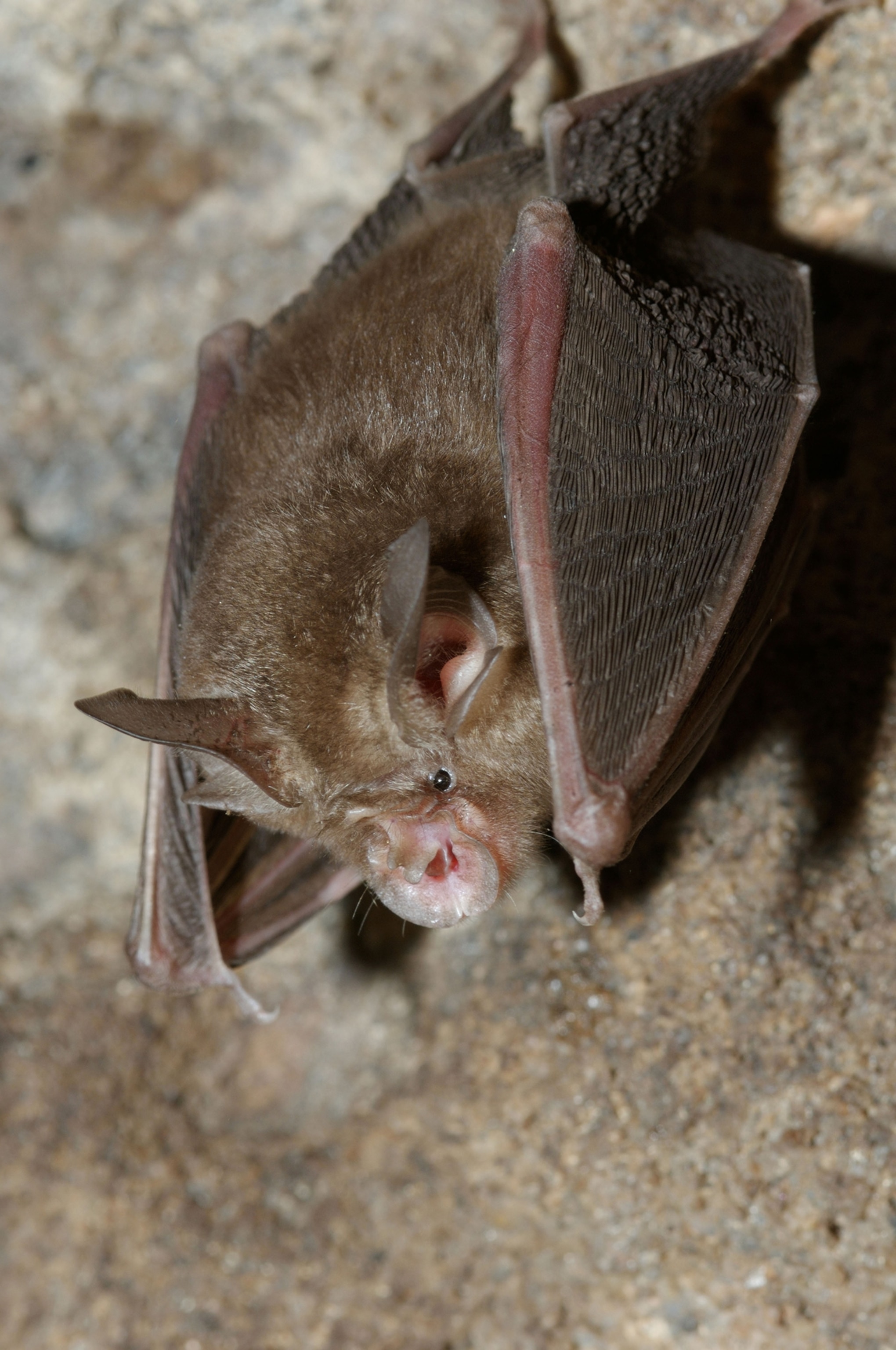 blyth's horseshoe bat