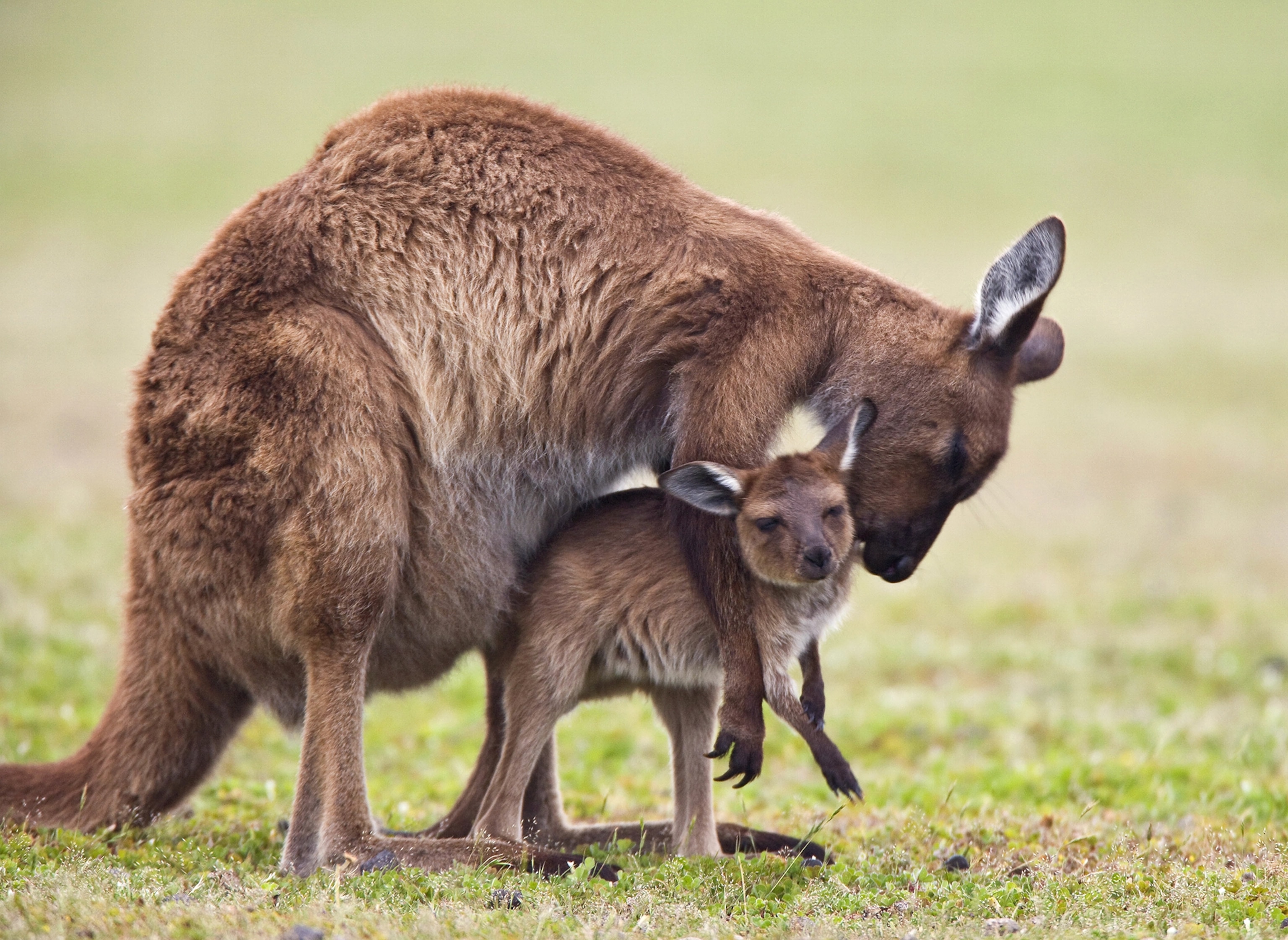 a grey kangaroo and mother on Kangaroo Island, Kelly Hill Conservation, South Australia