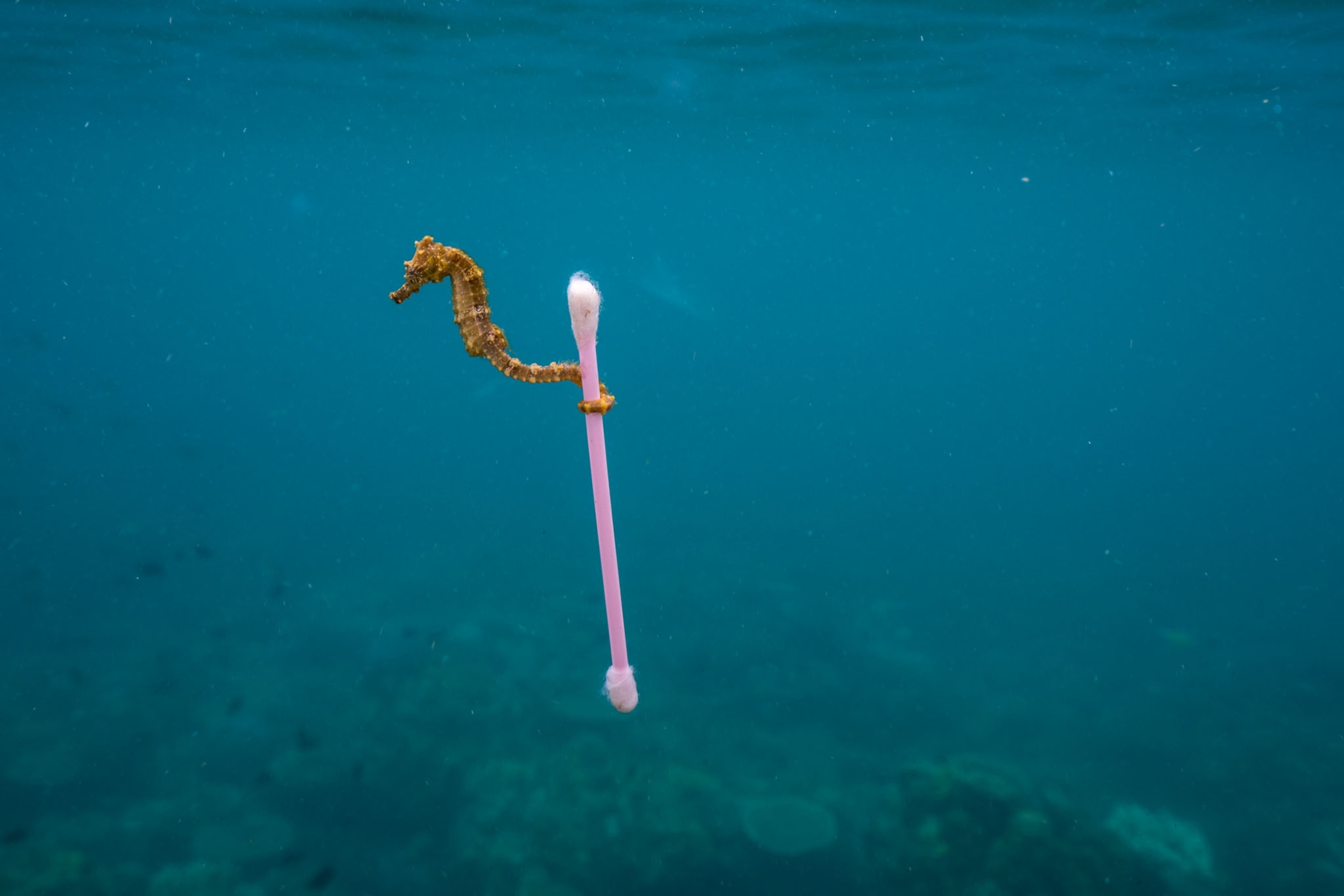 an orange seahorse underwater latching onto a pink plastic cotton swab