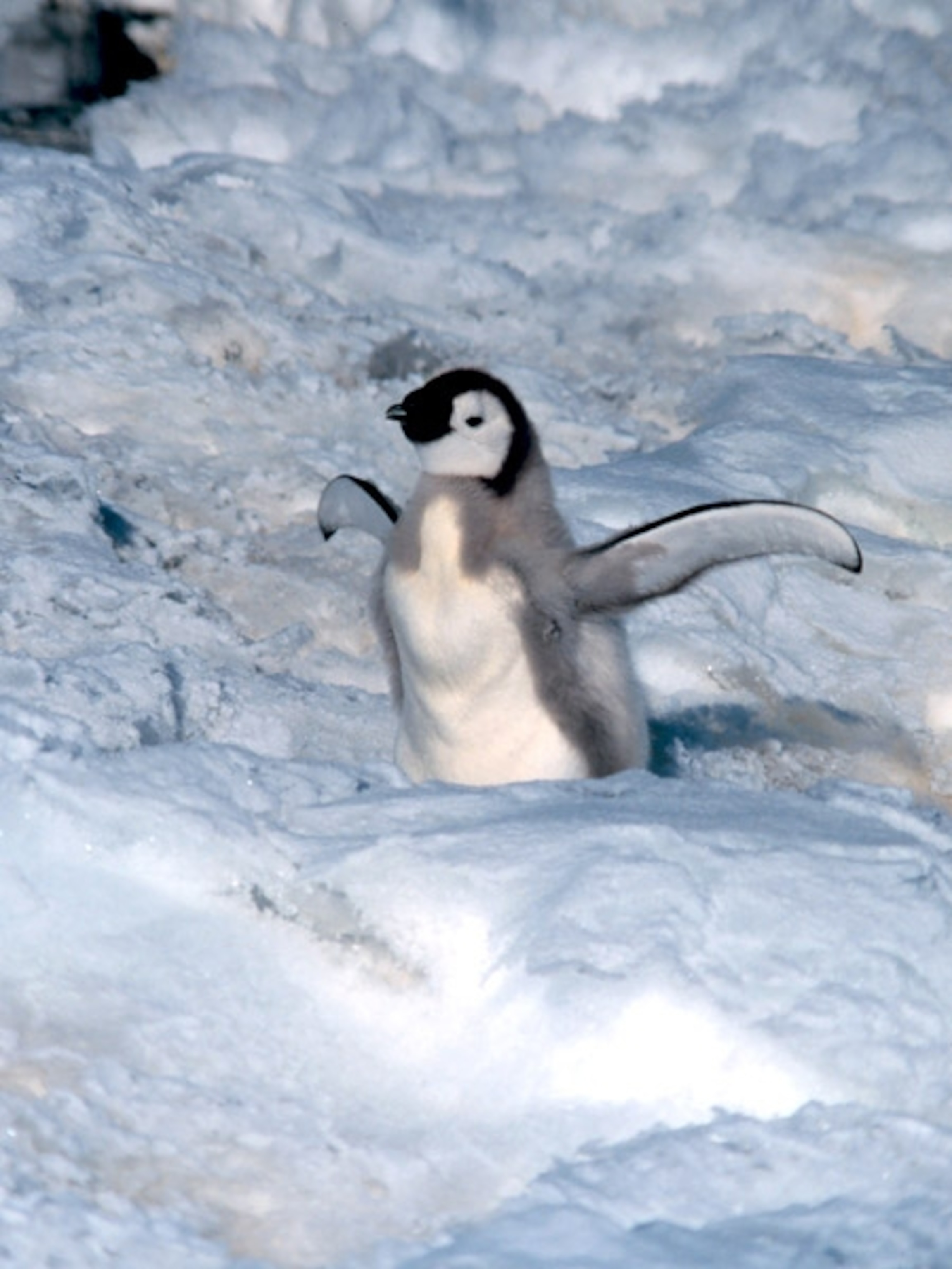 Emperor penguin baby
