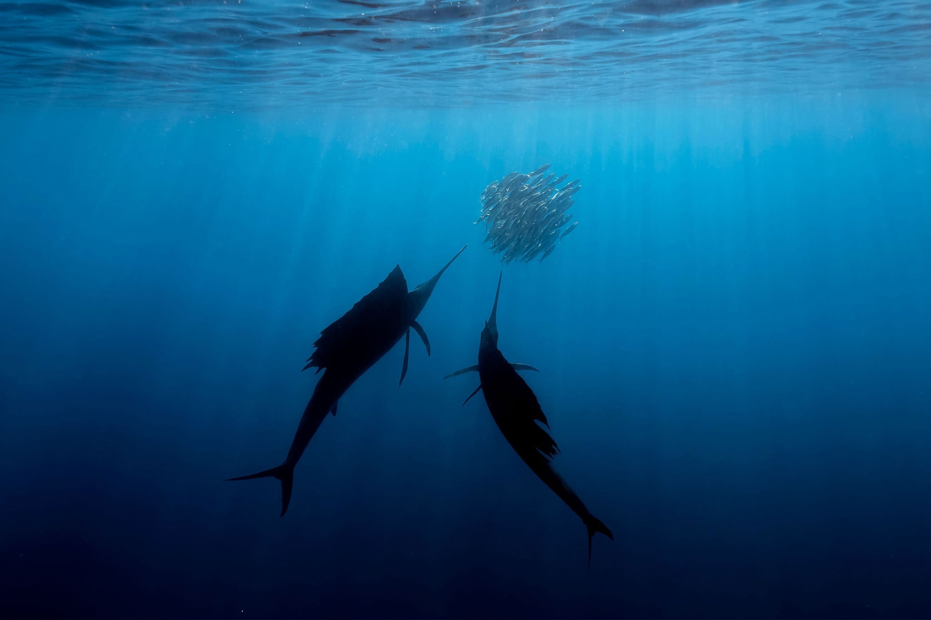 shoals of fish