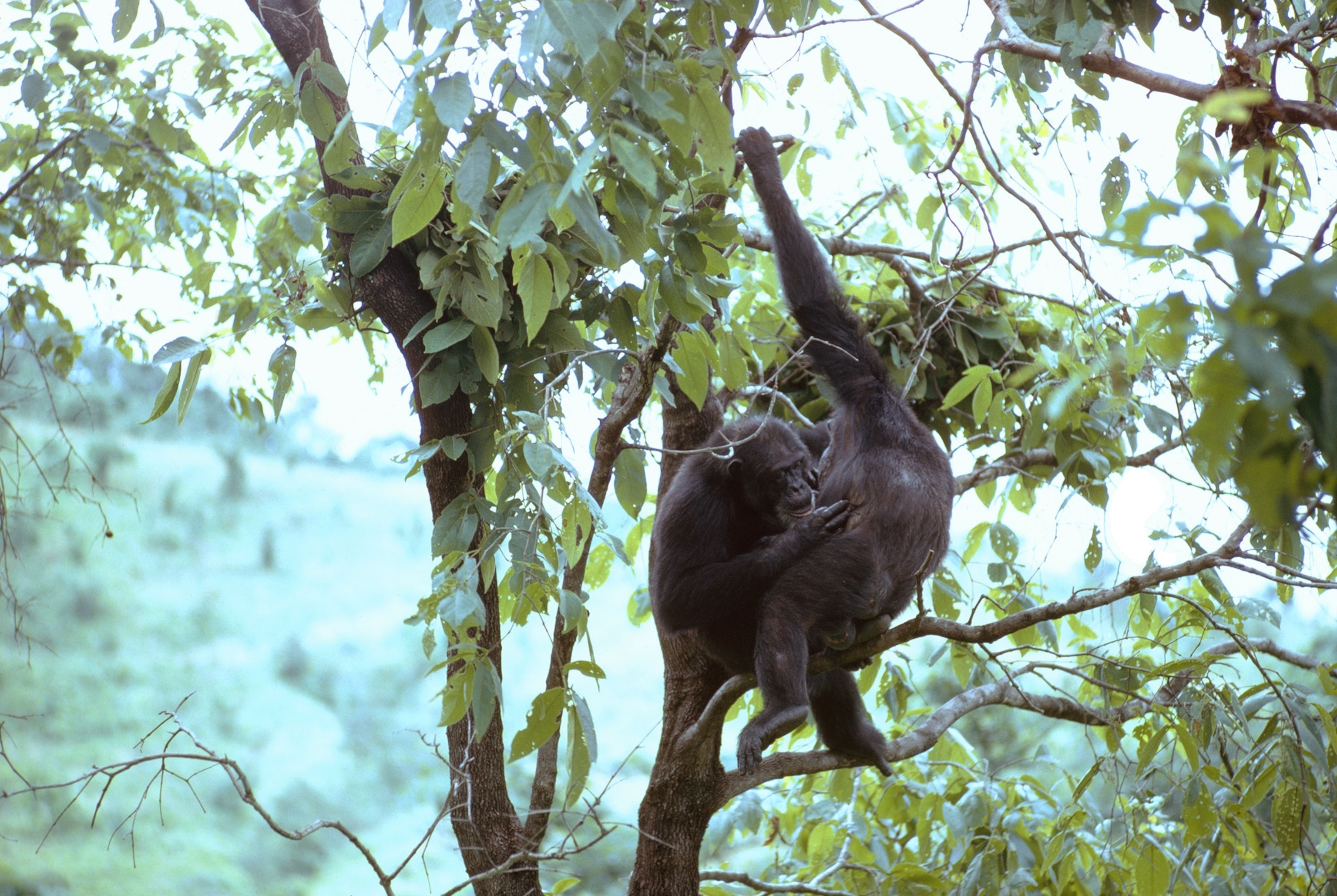 two chimpanzees grooming each other in a tree