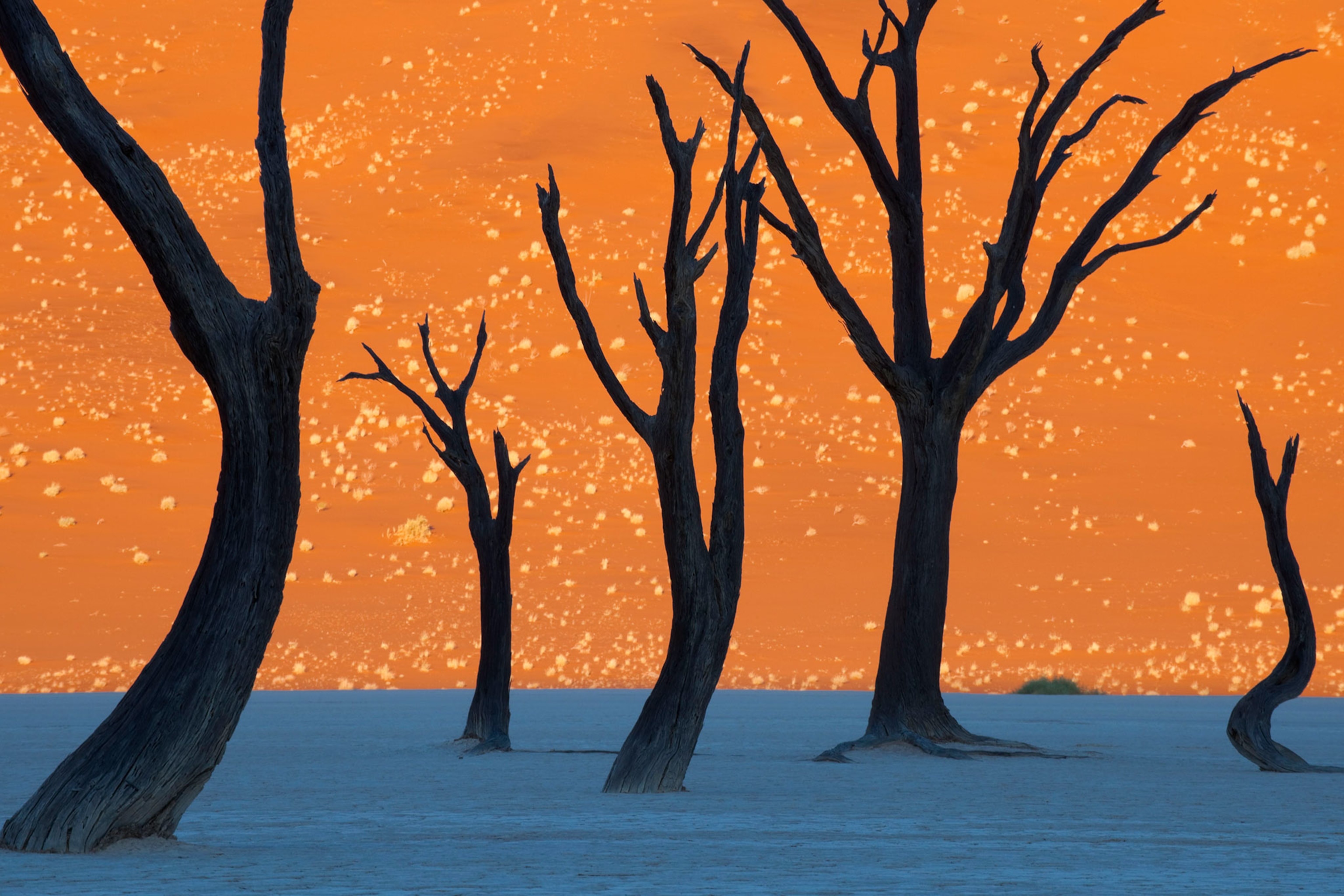 camel thorn trees