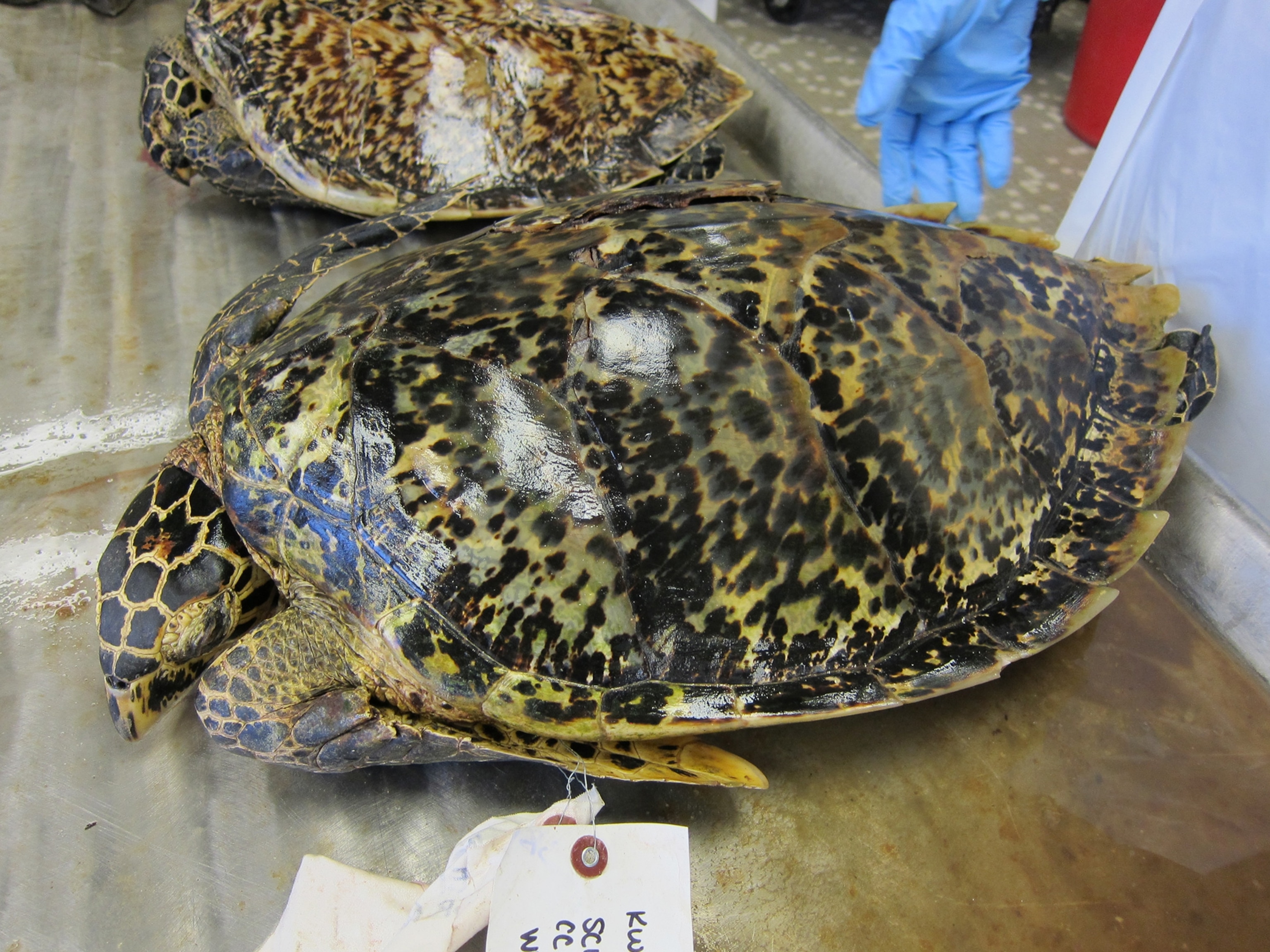 the shell of a hawksbill sea turtle