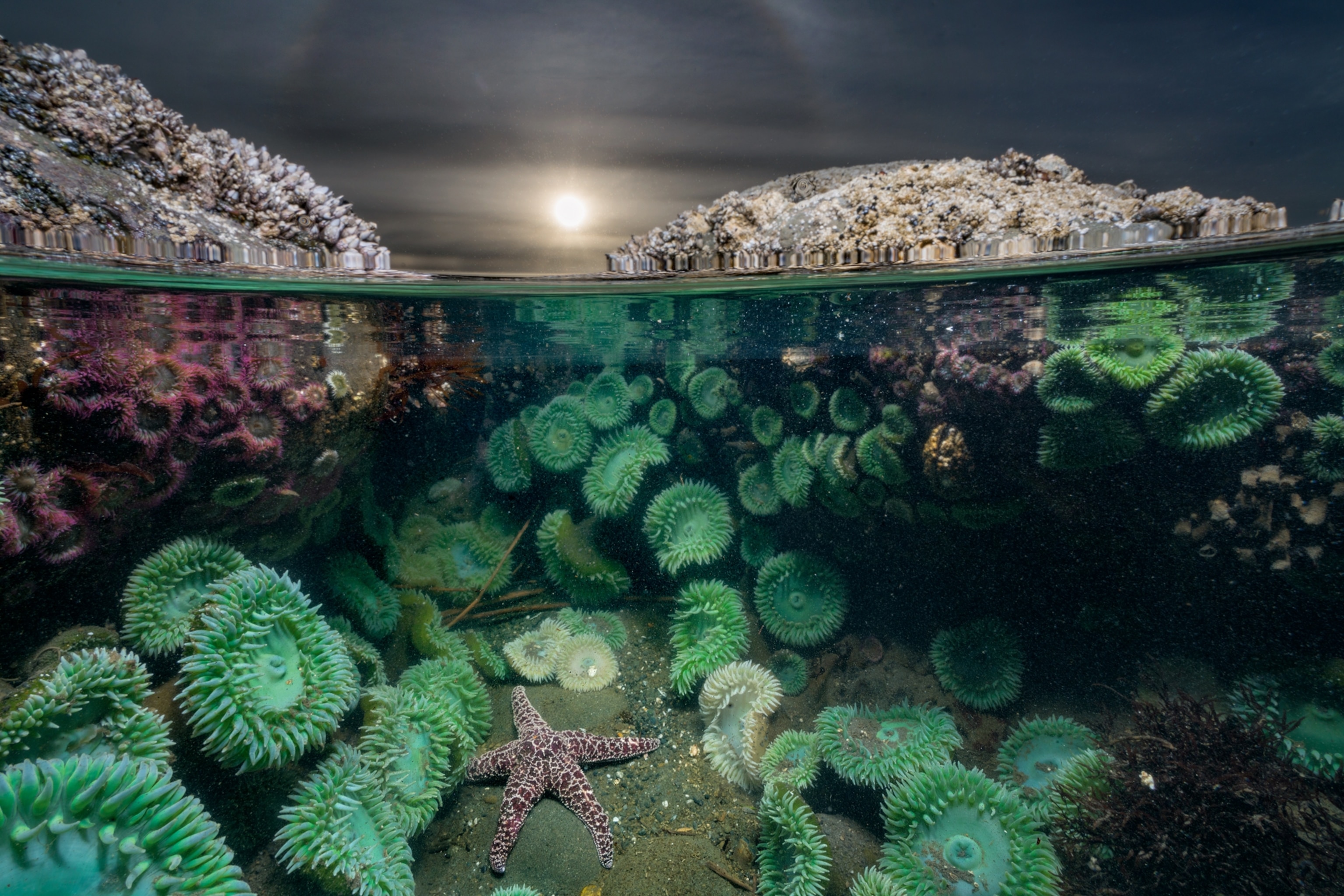 a lone ocher sea star feeds on mussels and barnacles, surrounded by giant green anemones