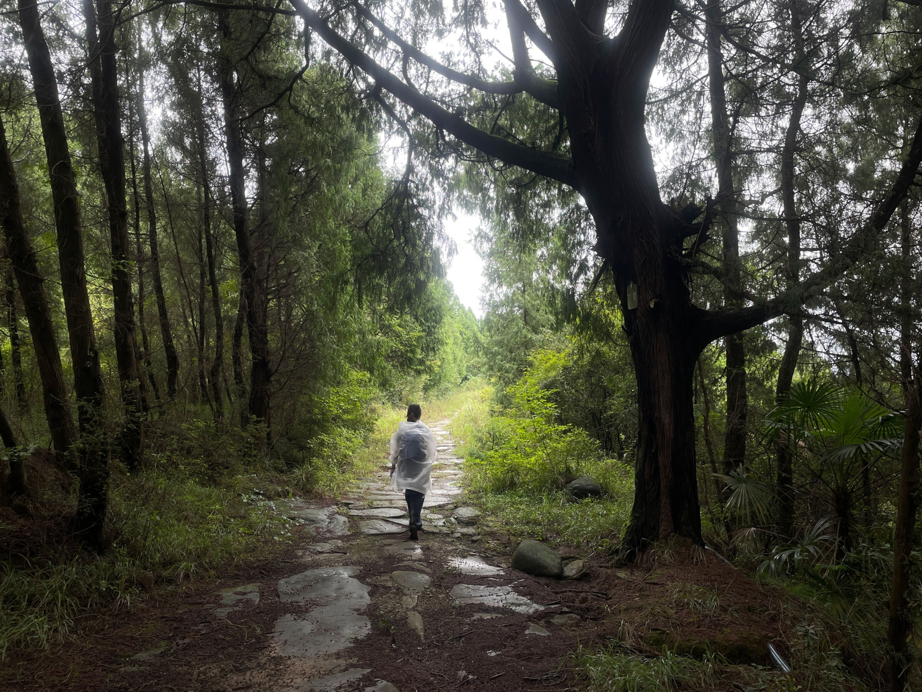 Photo of woman walking in forest with large stone slab path