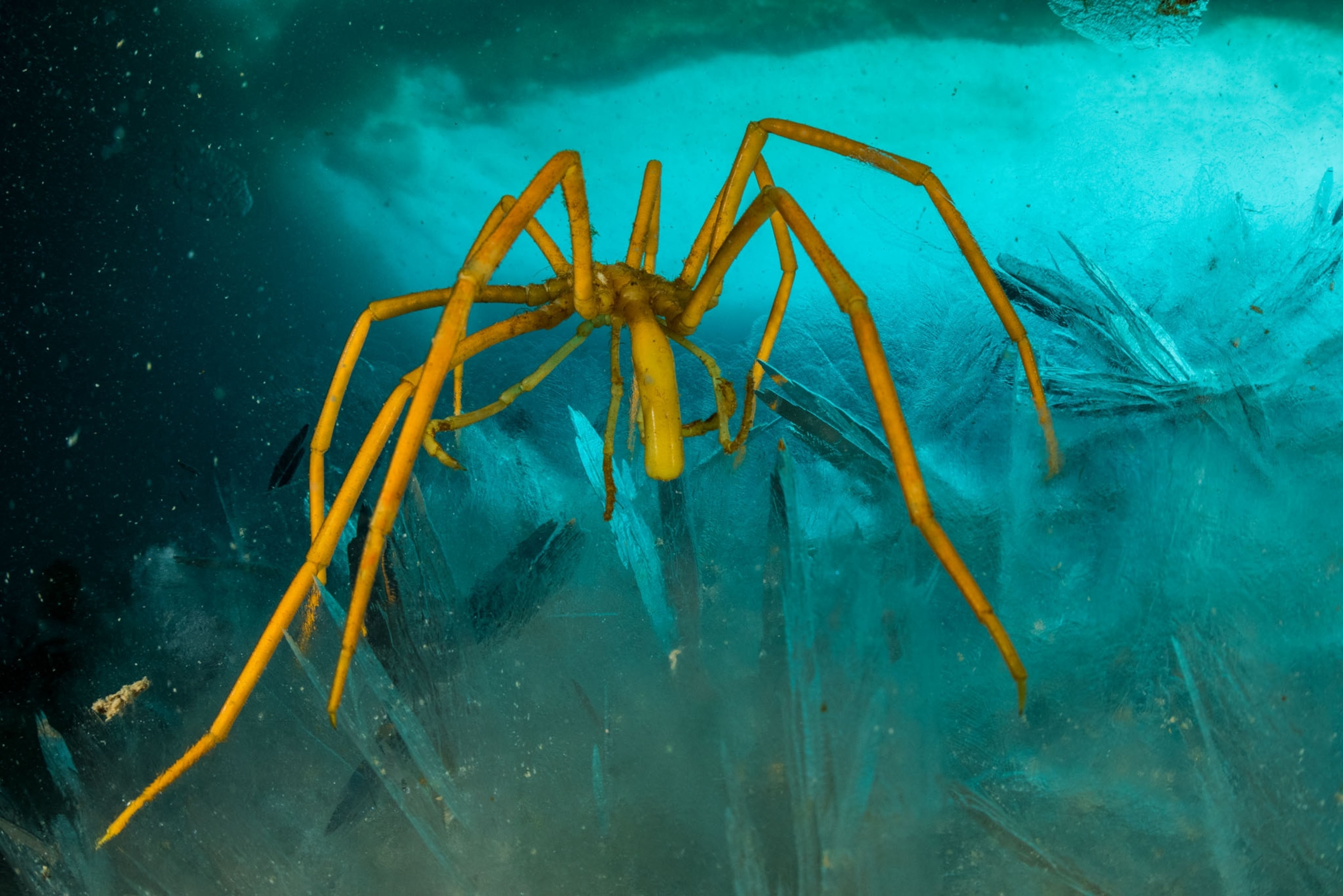 a yellow long-legged spider under the ocean in bright blue water
