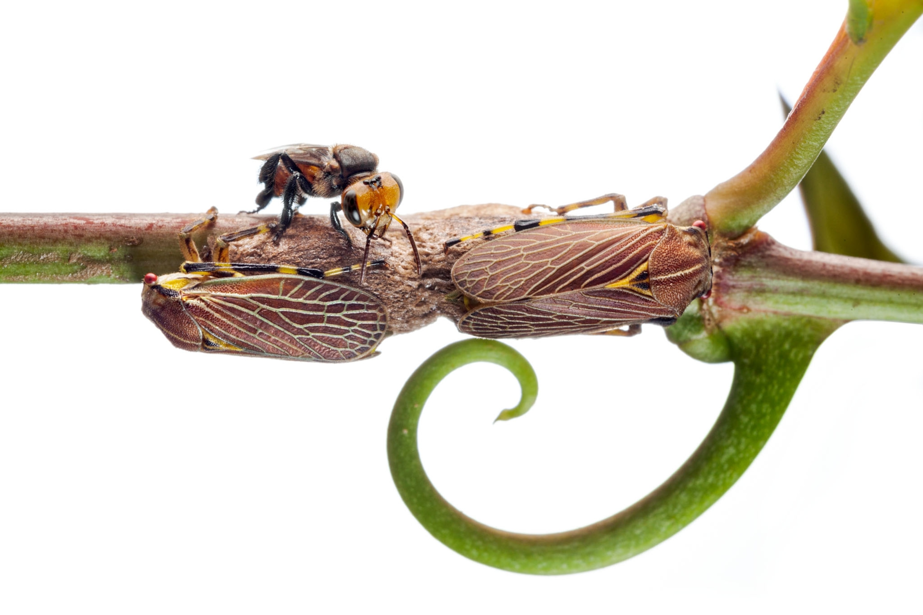 a treehopper on a white background