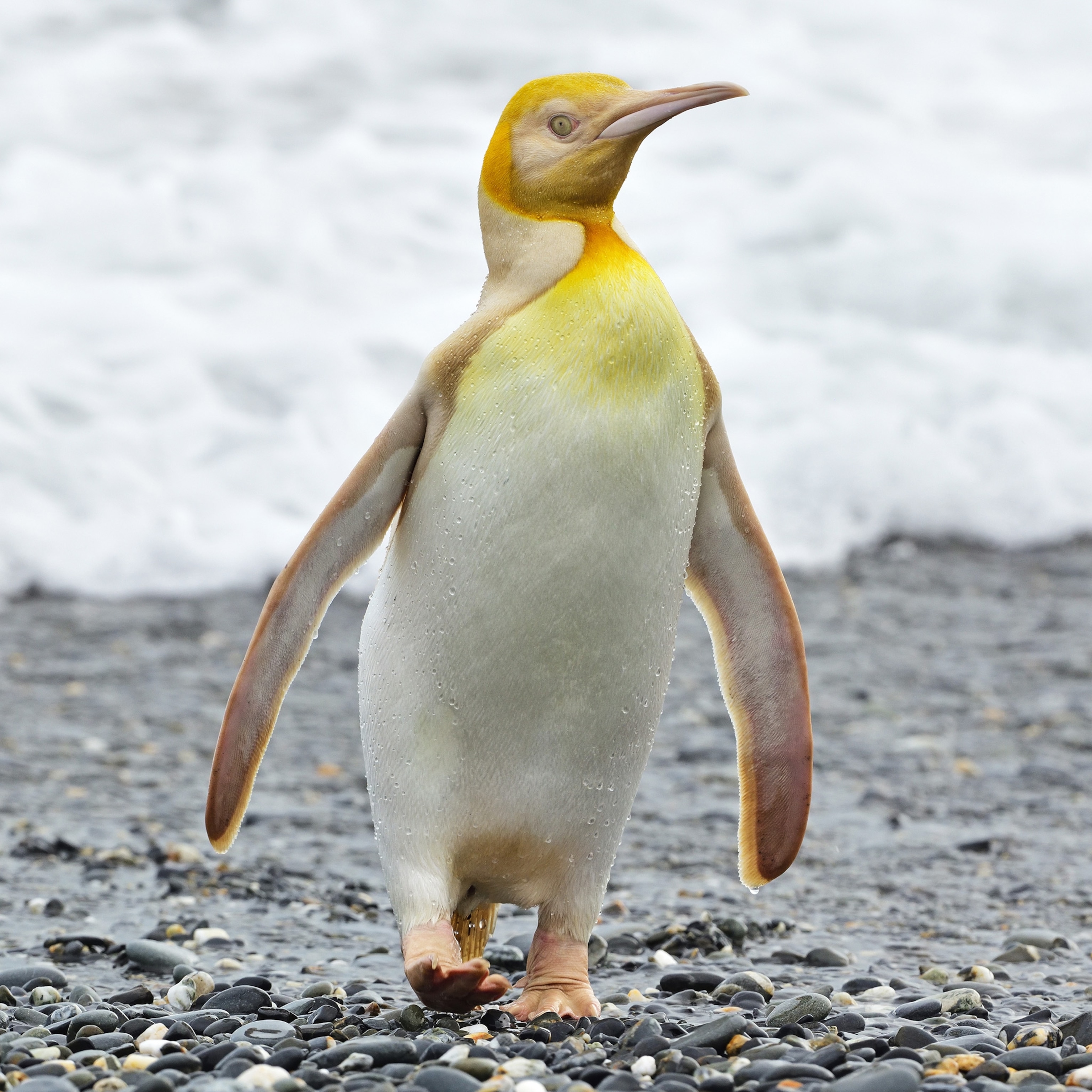 Picture of yellow-white penguin with yellow eyes.