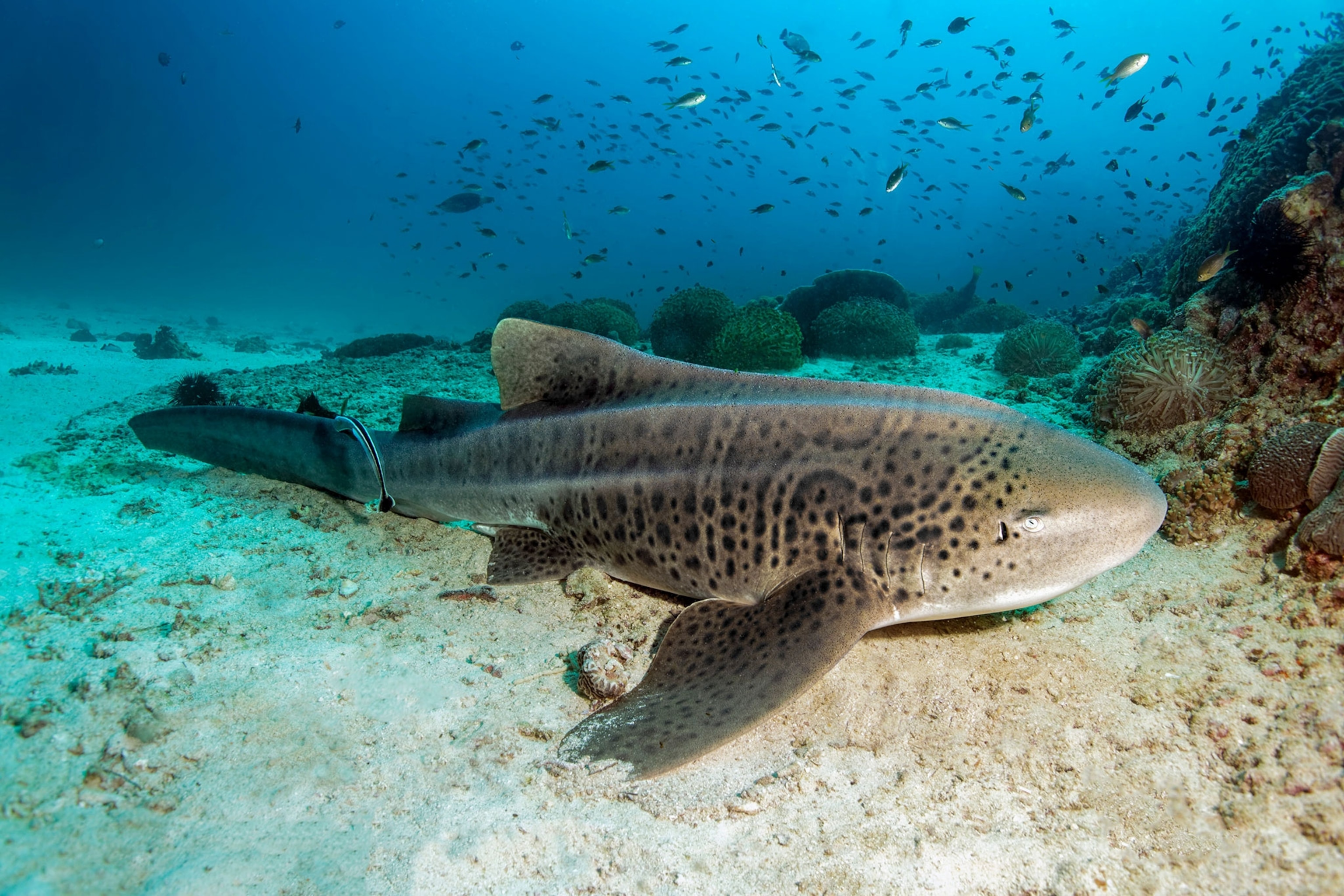 a zebra shark