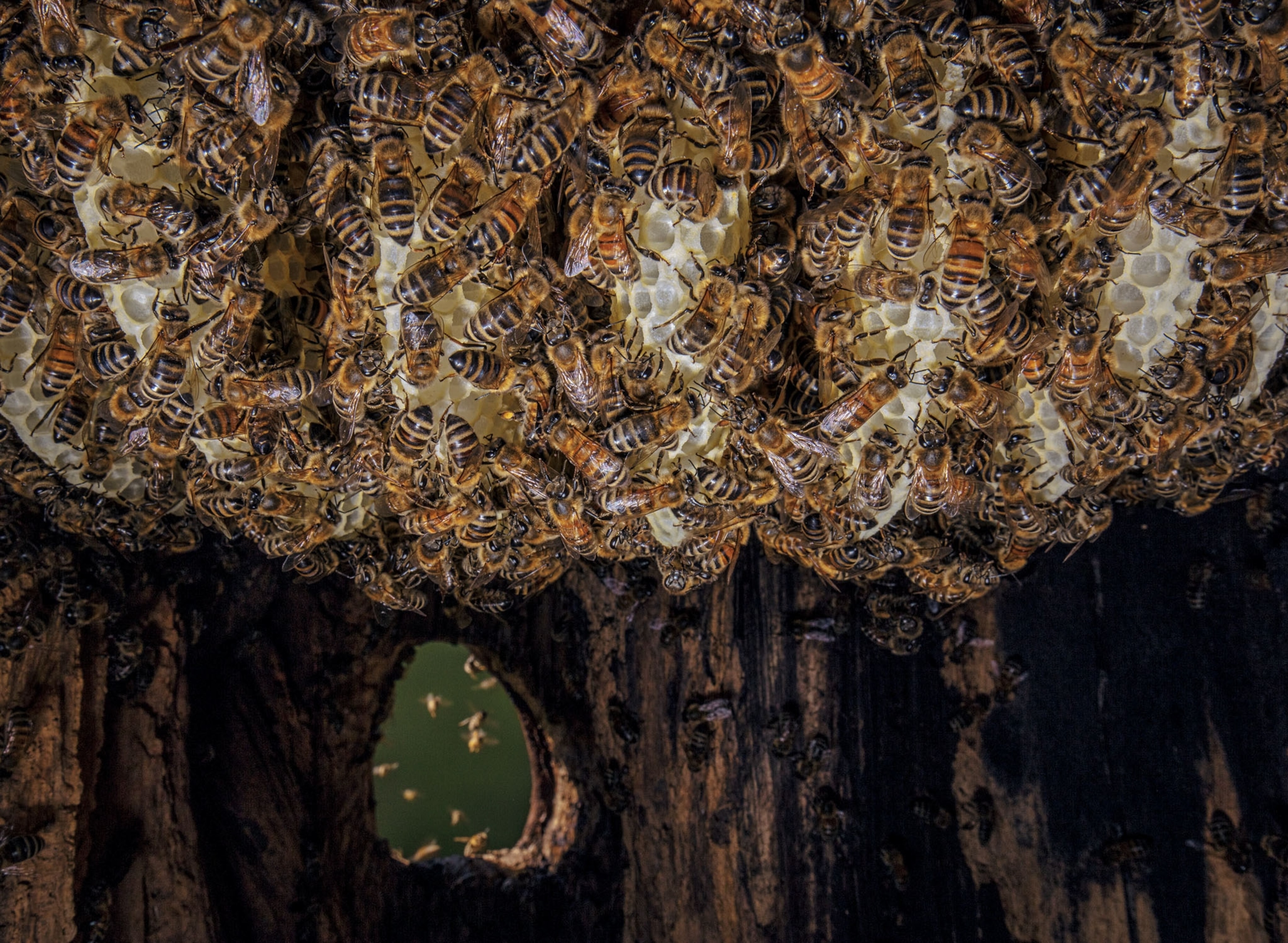 a cluster of bees surrounding a honeycomb