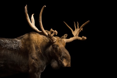 a moose