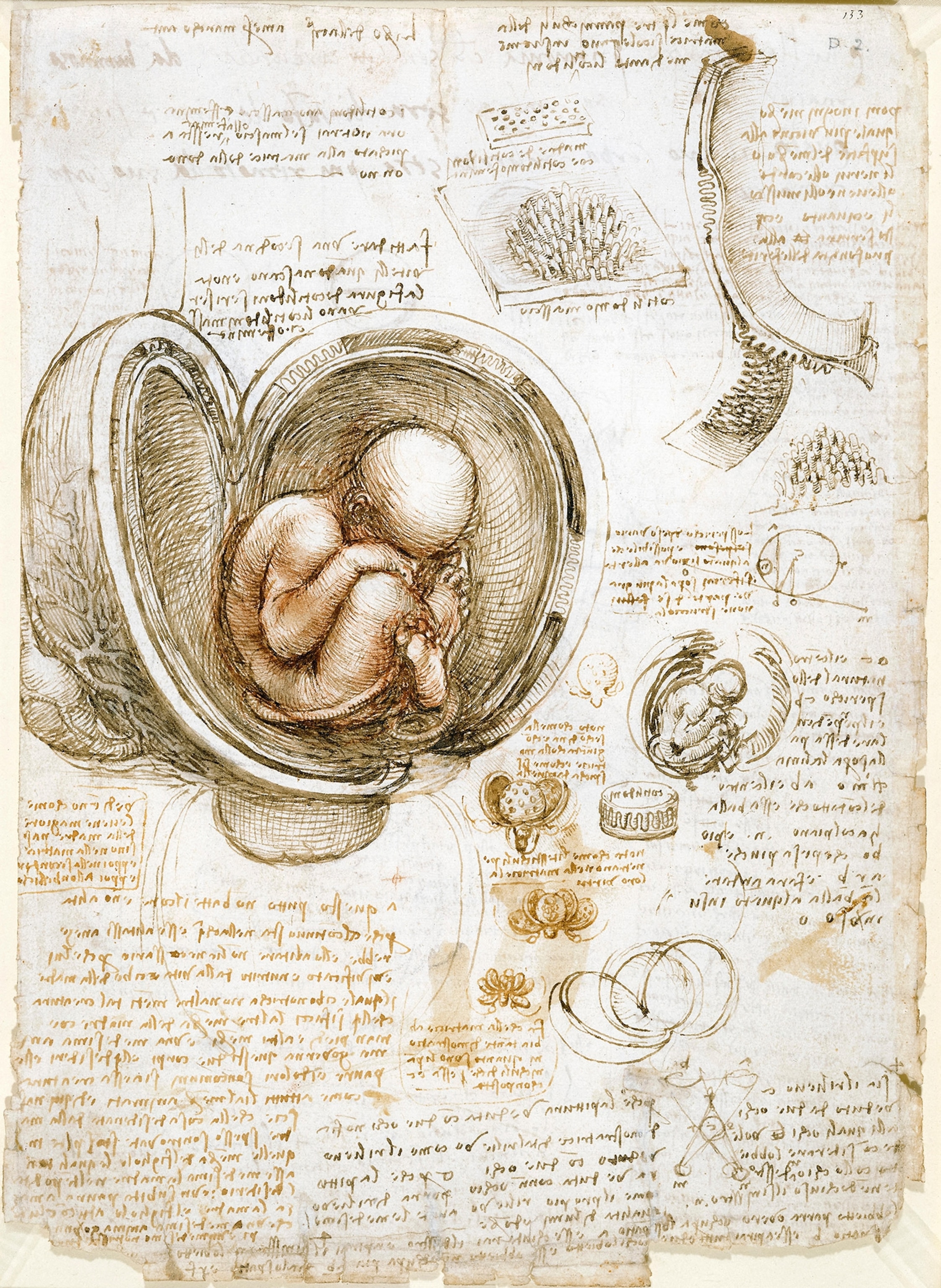 "Studies of the Fetus in the Womb" by Leonardo da Vinci circa 1511 shows the human fetus in a breech position inside a dissected uterus.