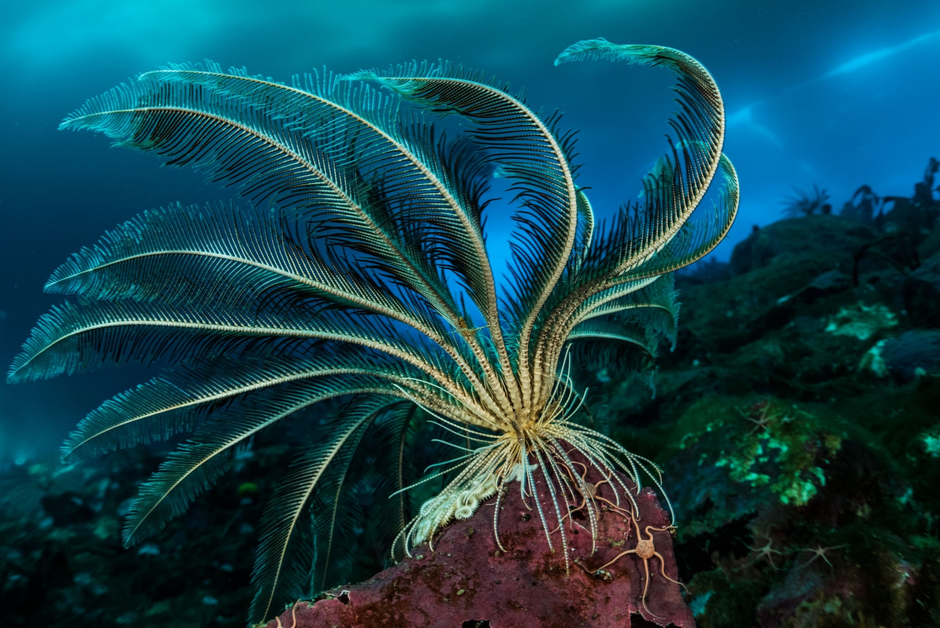 an underwater plant with many long bristly arms