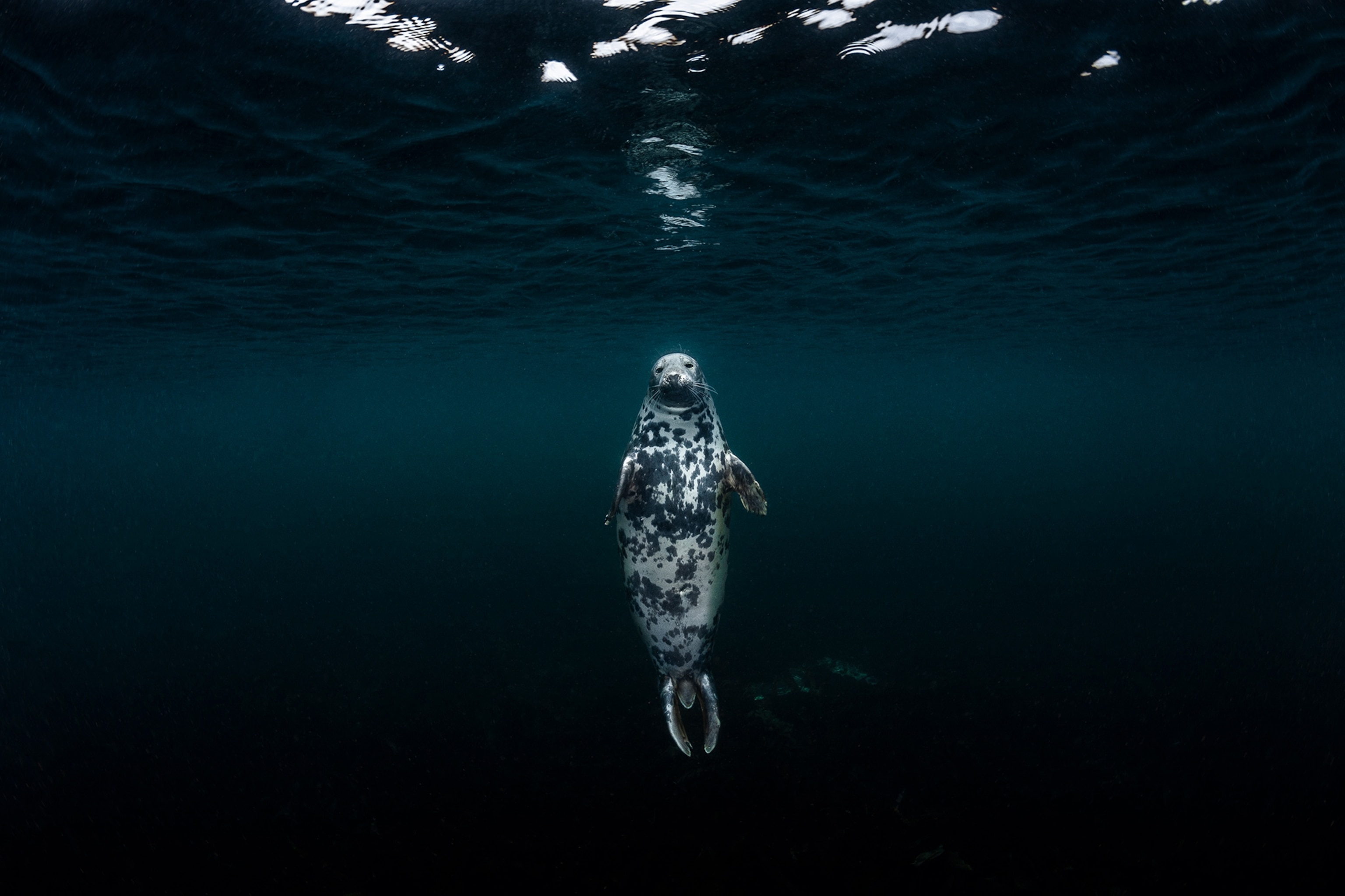 A grey seal floats in water.