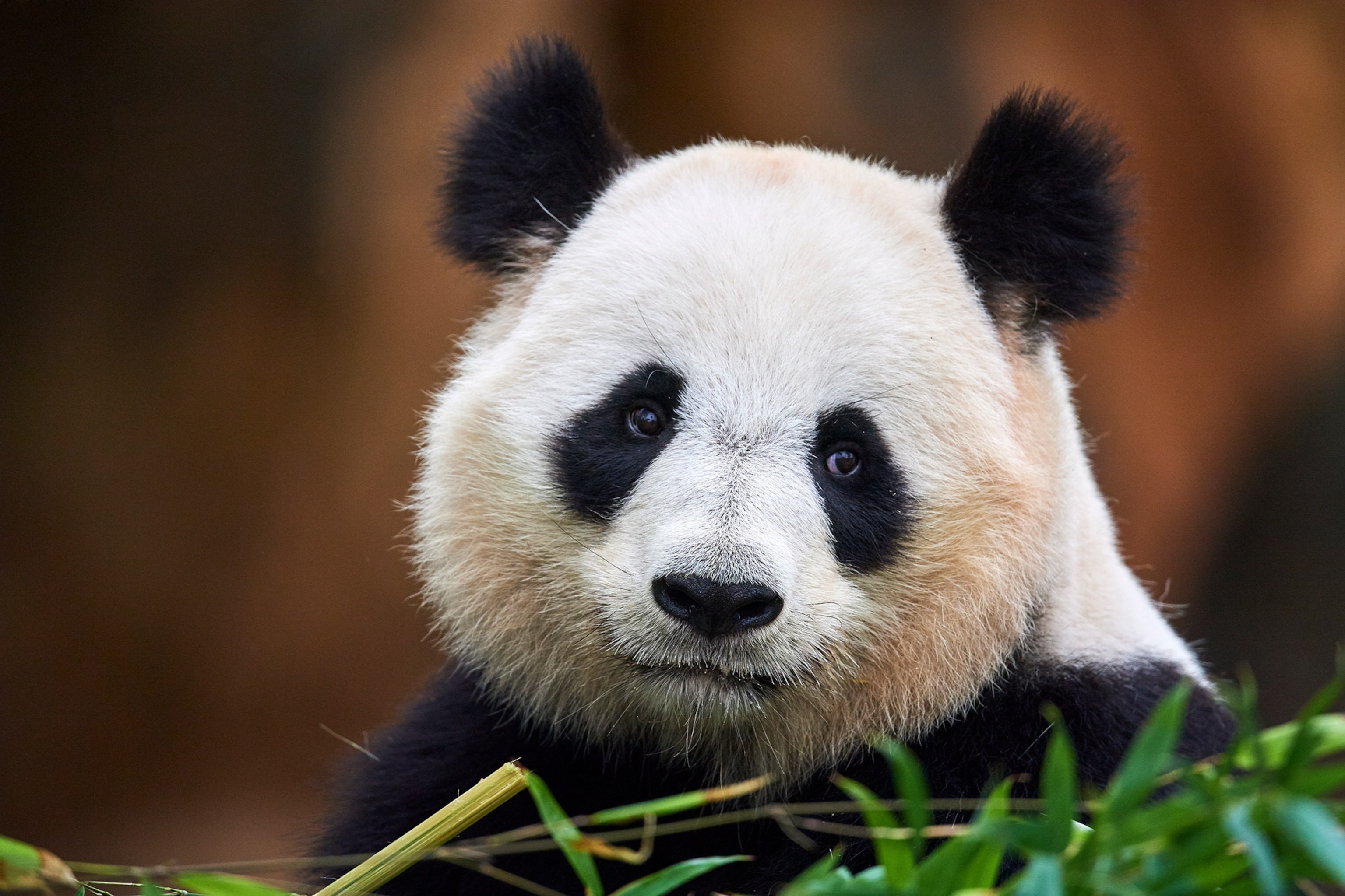 A Panda sits and stares at the camera.