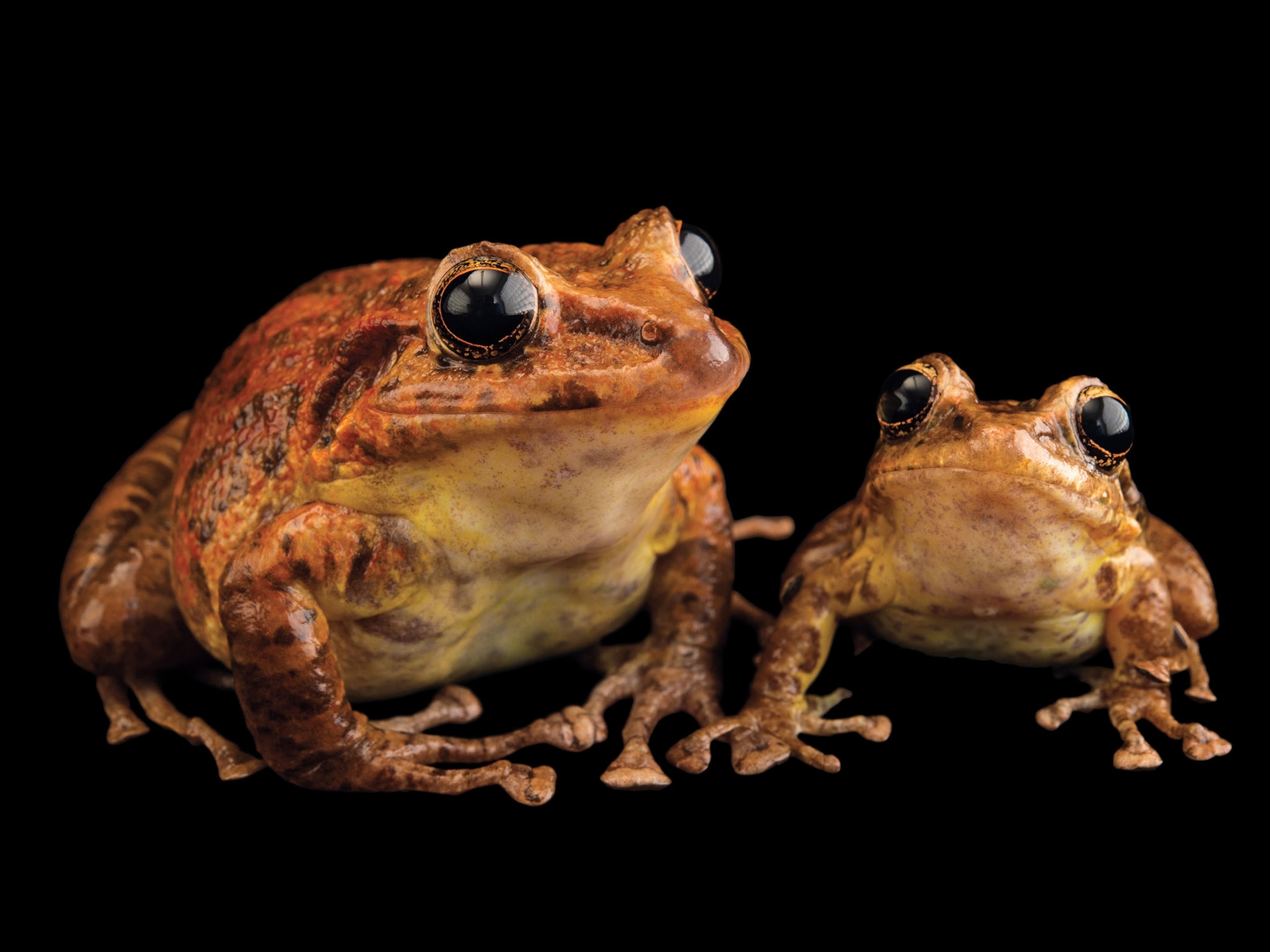 two Tabasara robber frogs