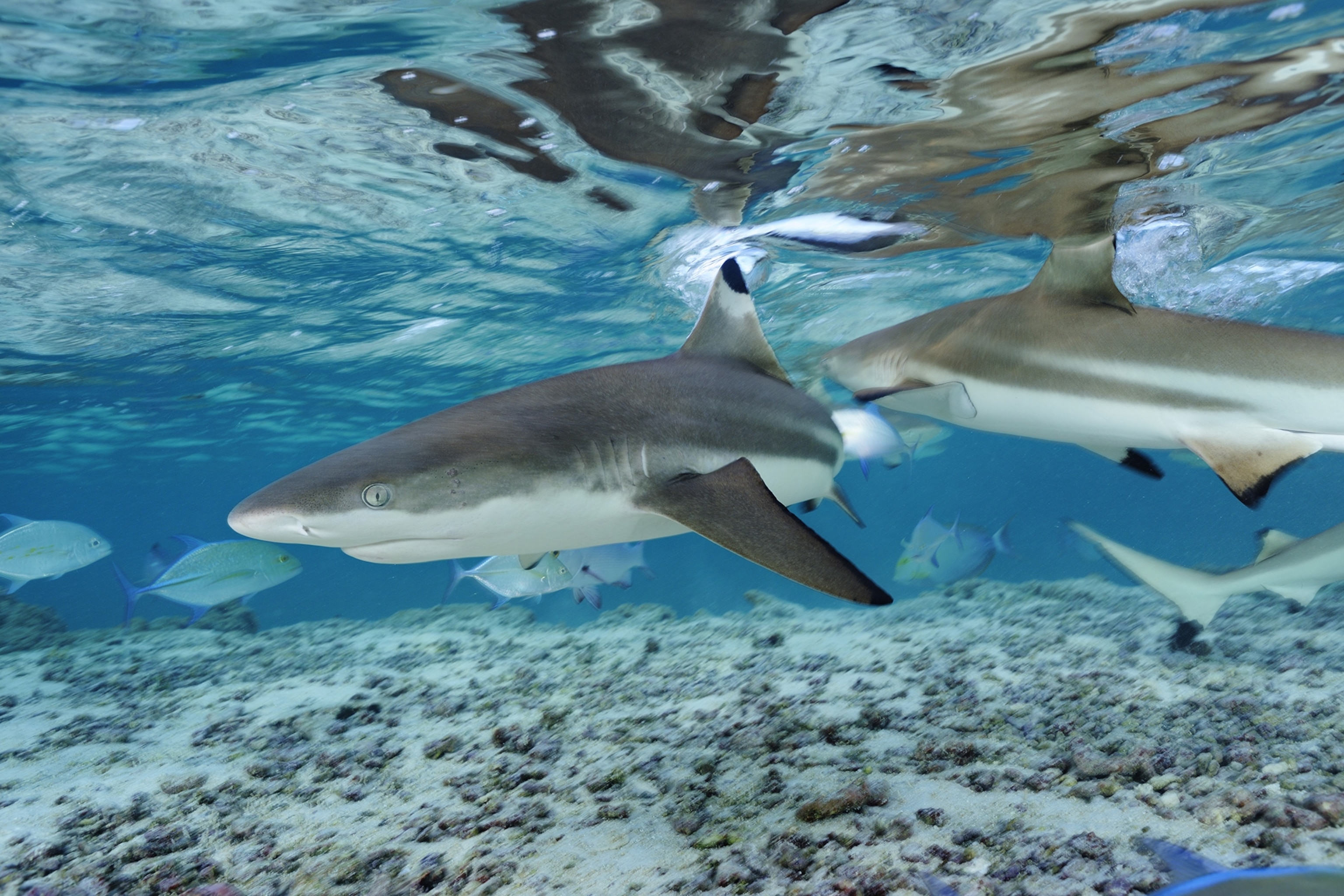 blacktip sharks