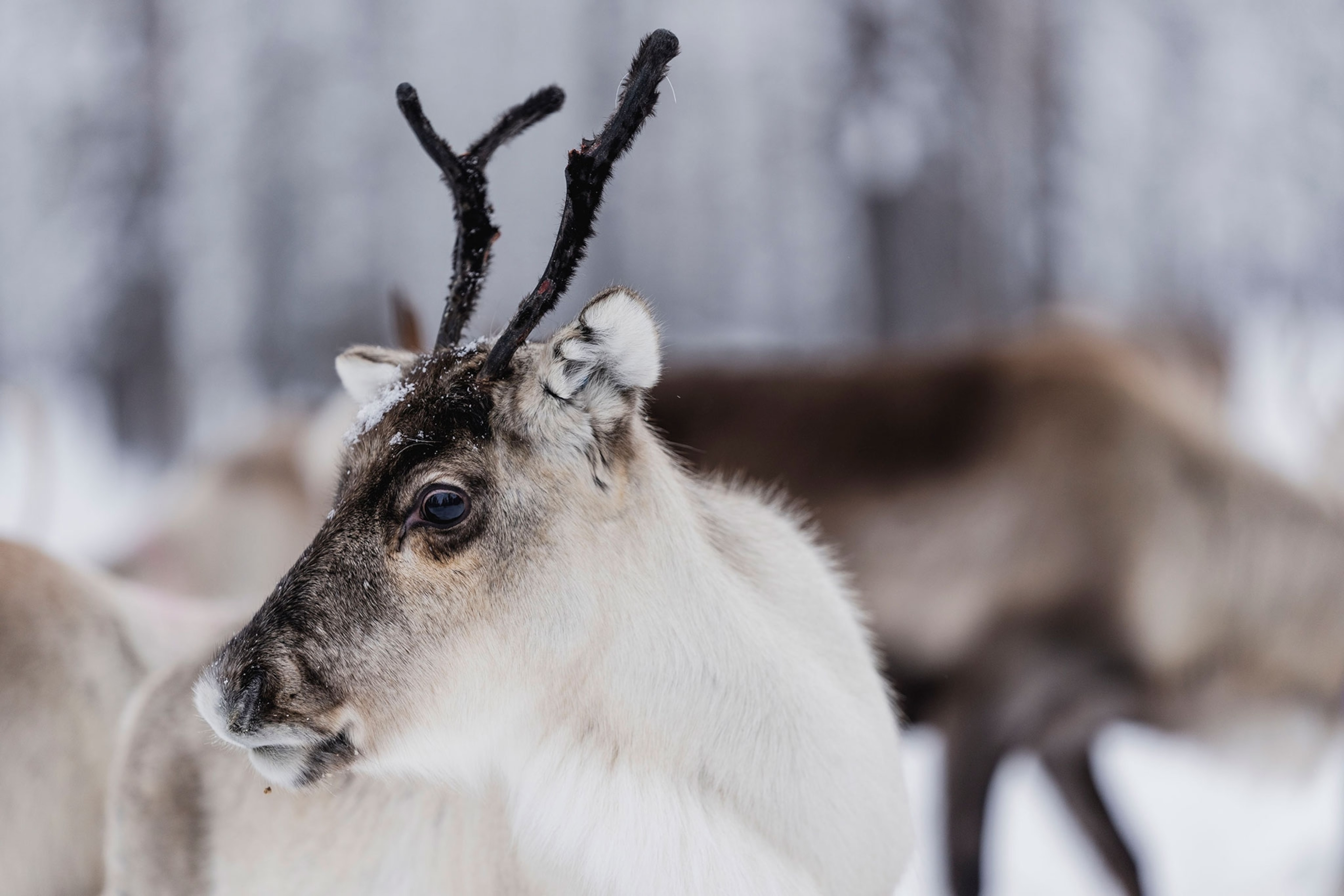 Reindeer with white fur, head turned eye facing the camera.