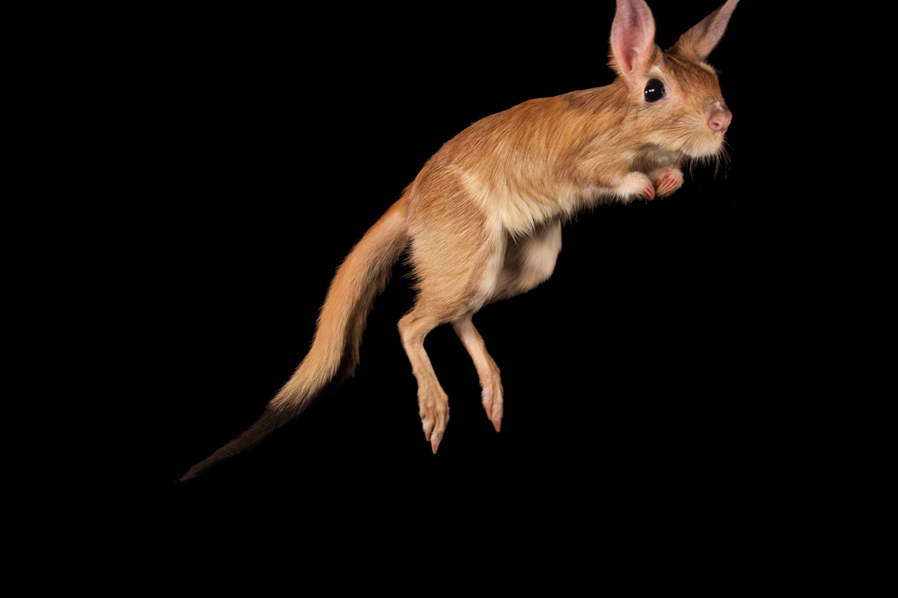 a springhaas