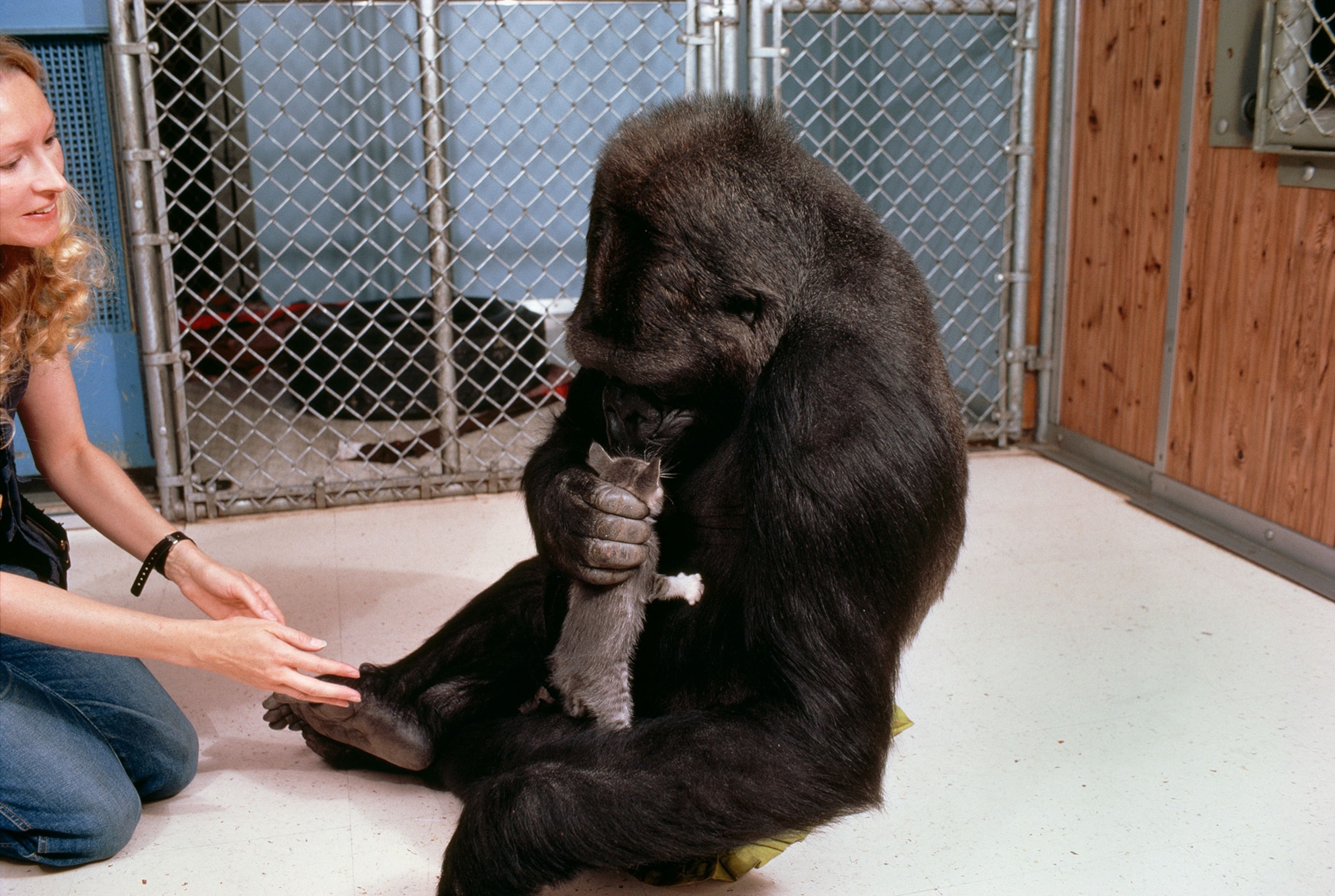 Koko the gorilla