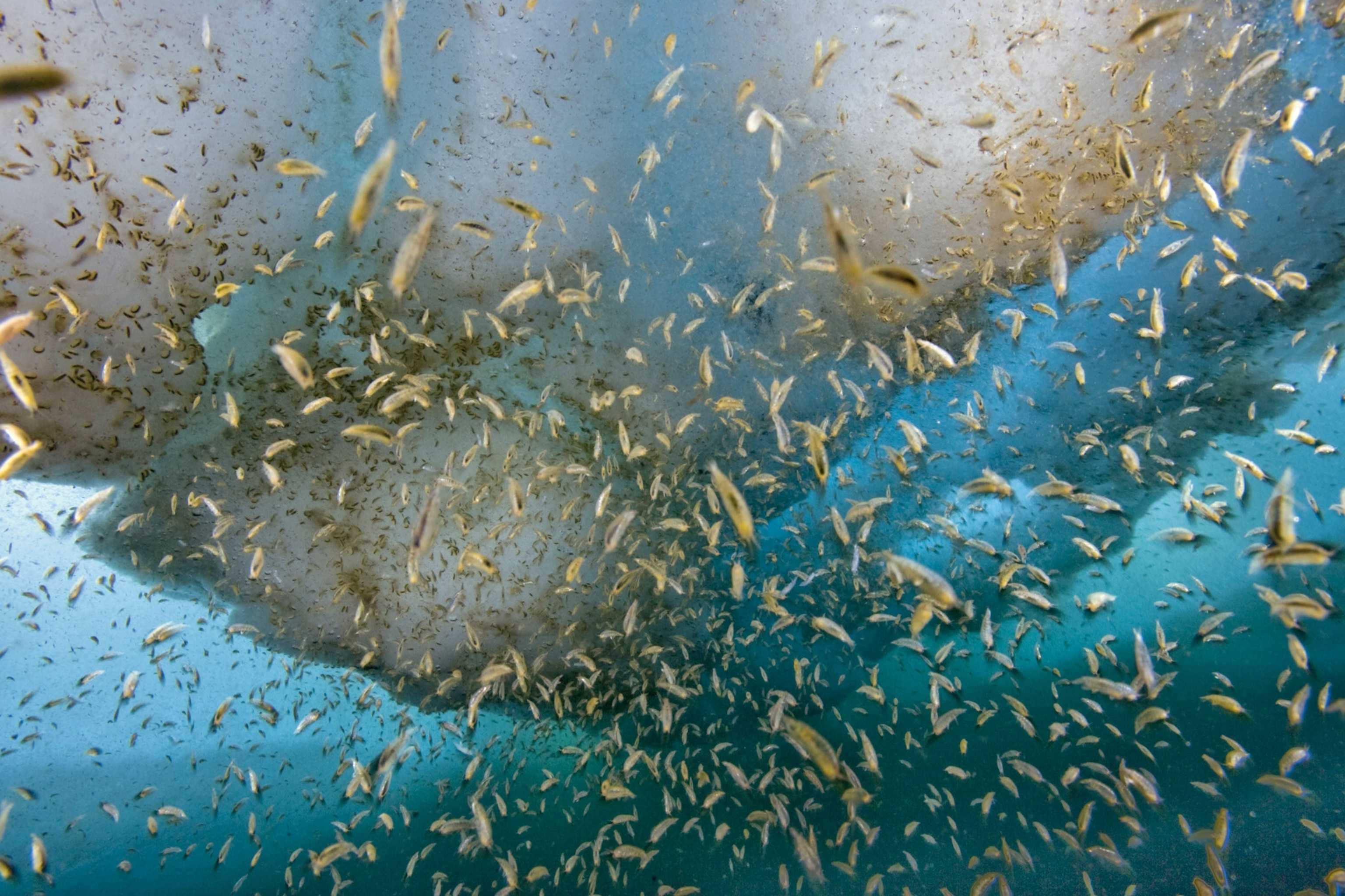 Amphipods swarm and feed under the Arctic sea ice.