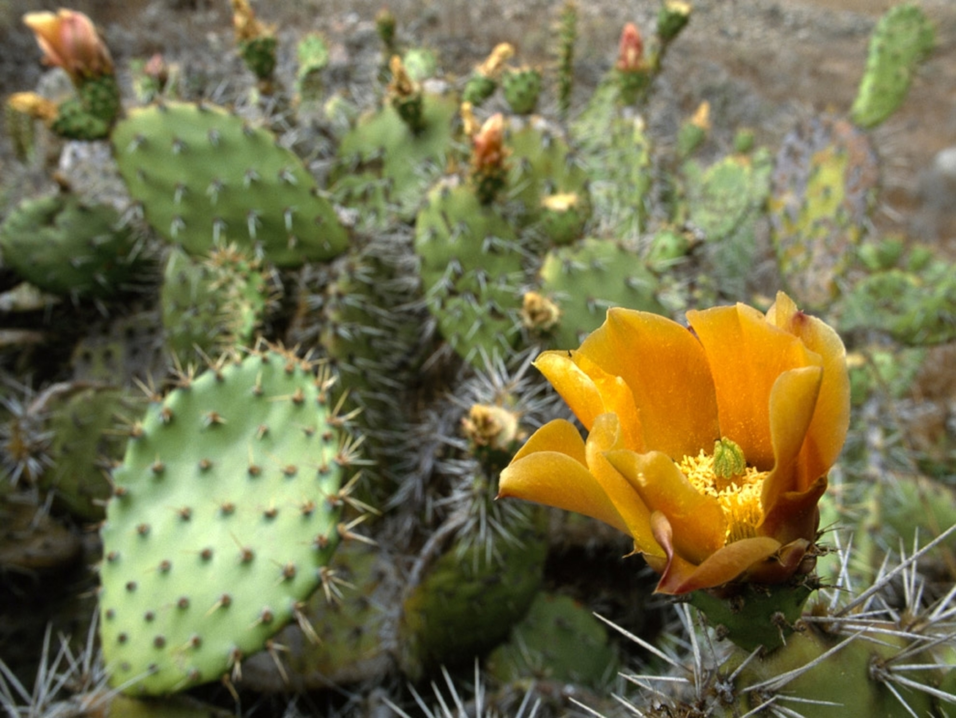 Yellow-flowering prickly pear cacti