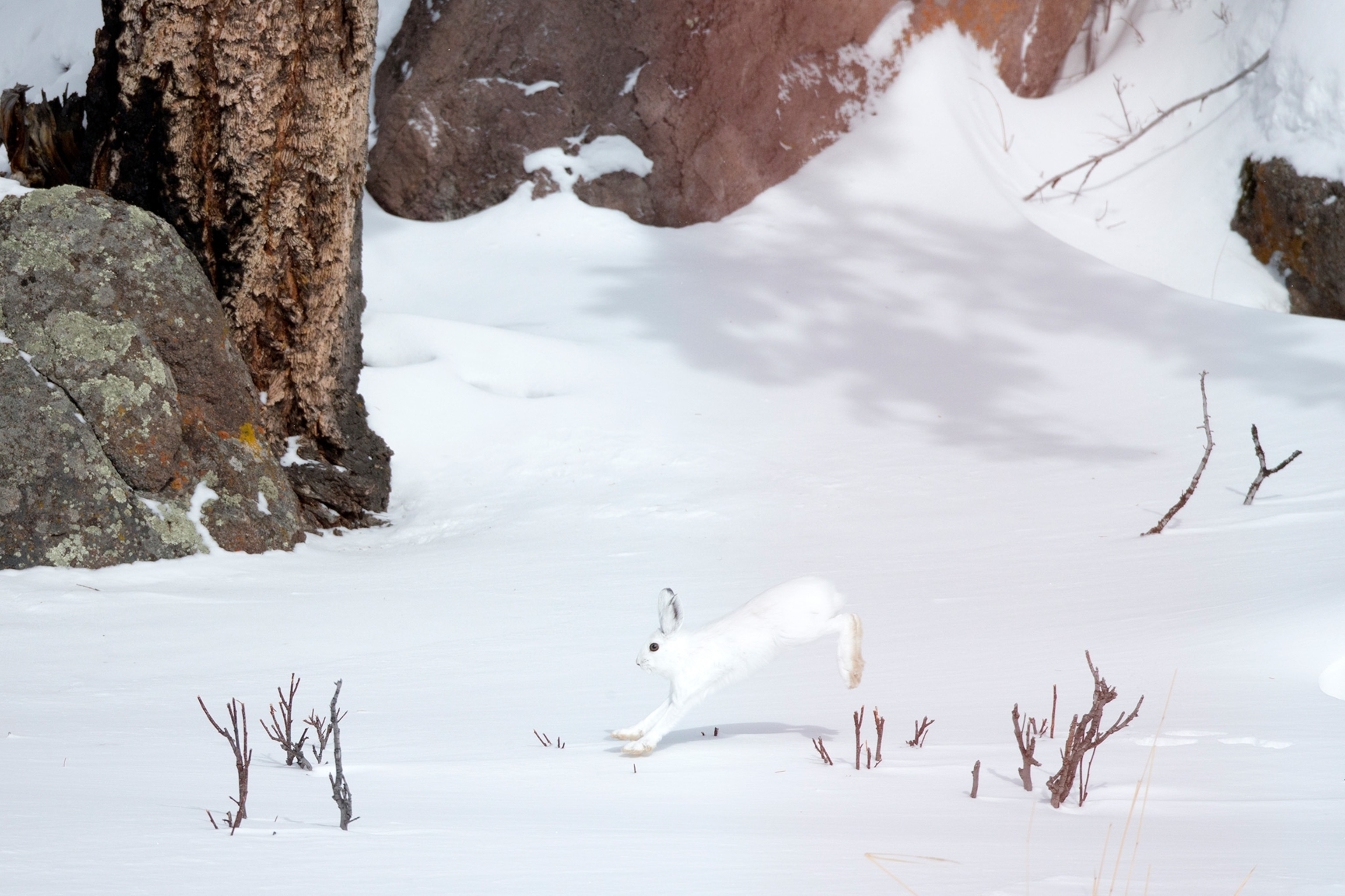 Bright white snow with a few branches and rocks fill a landscape as a white snowshoe hare runs across the scenery.