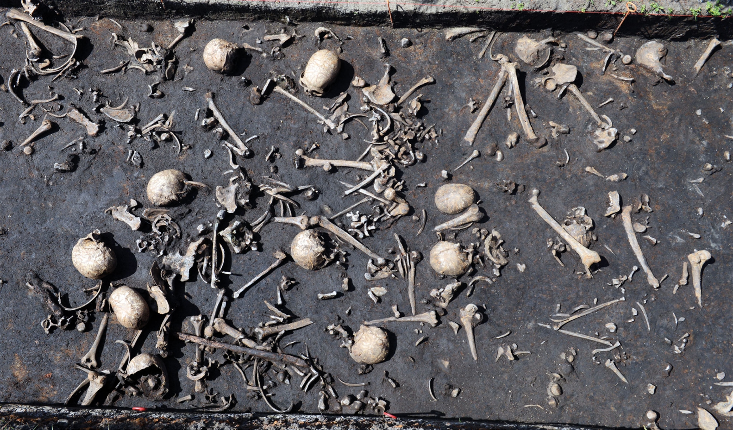 bones from a battlefield excavation