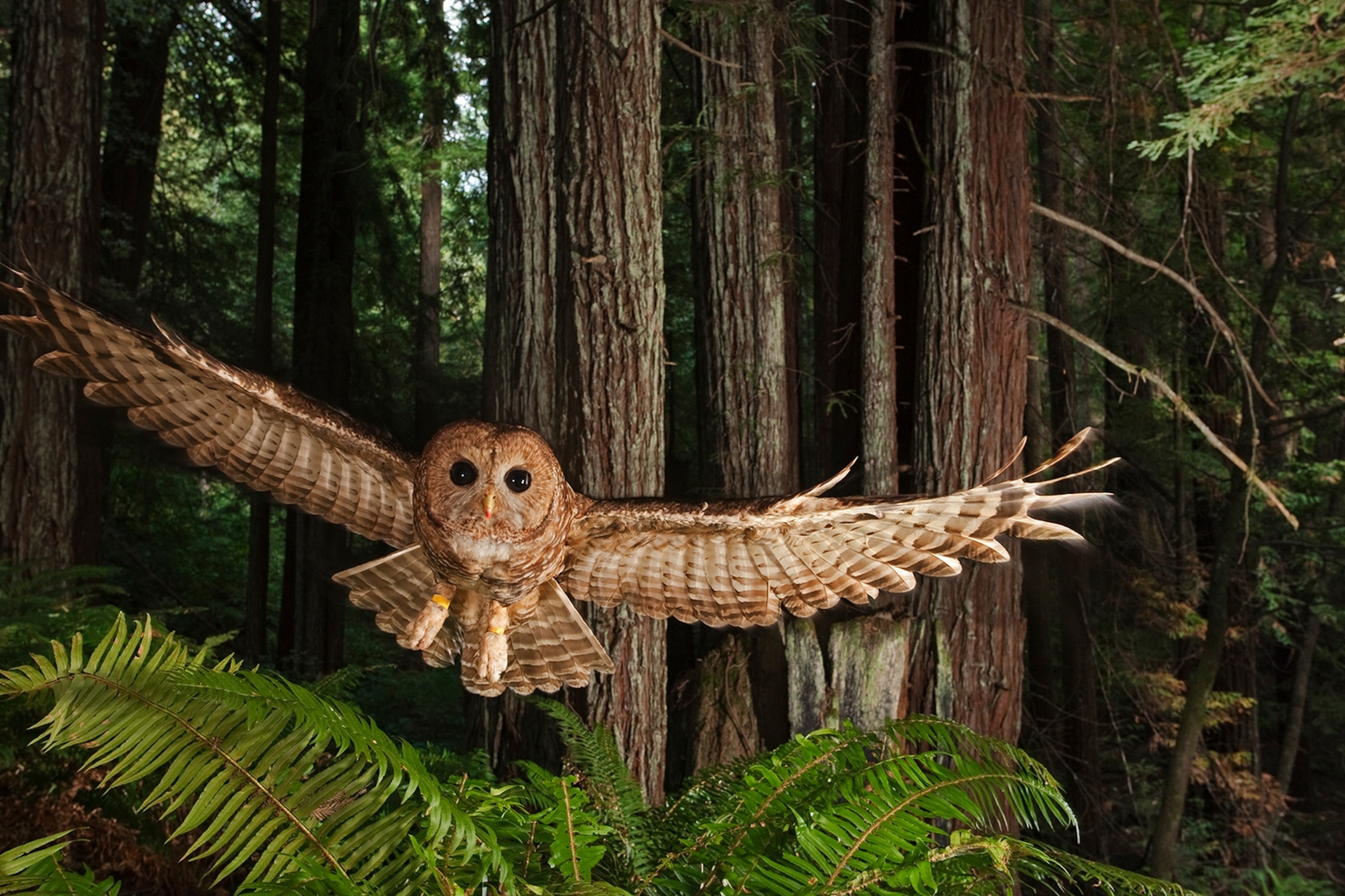 a northern spotted owl