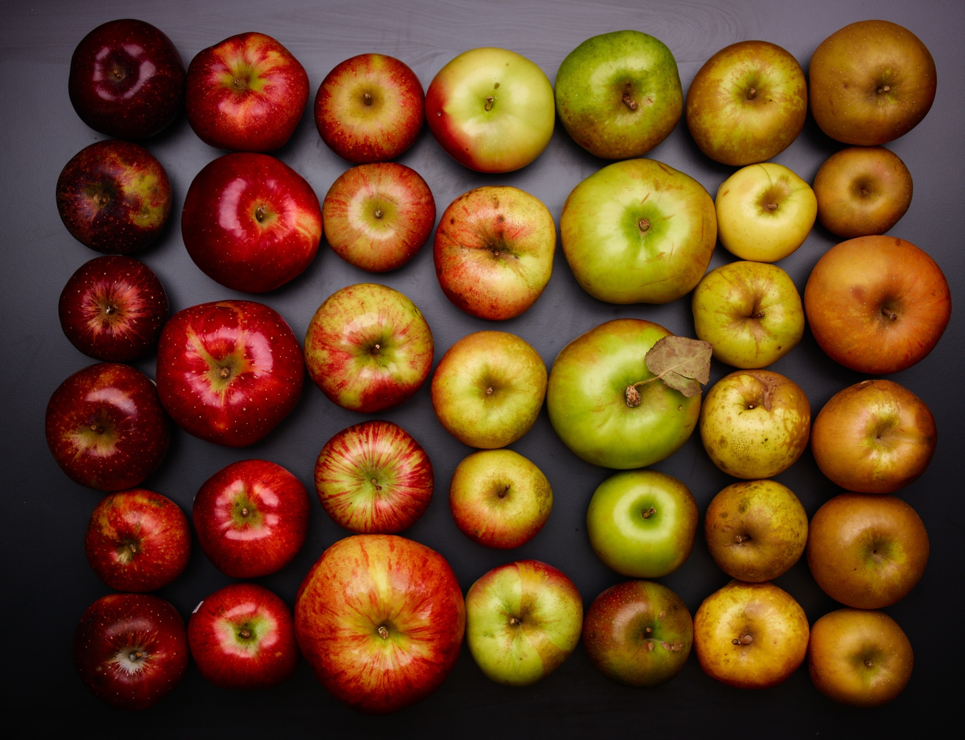 A selection of apples are organized tightly in rows and seen from above.