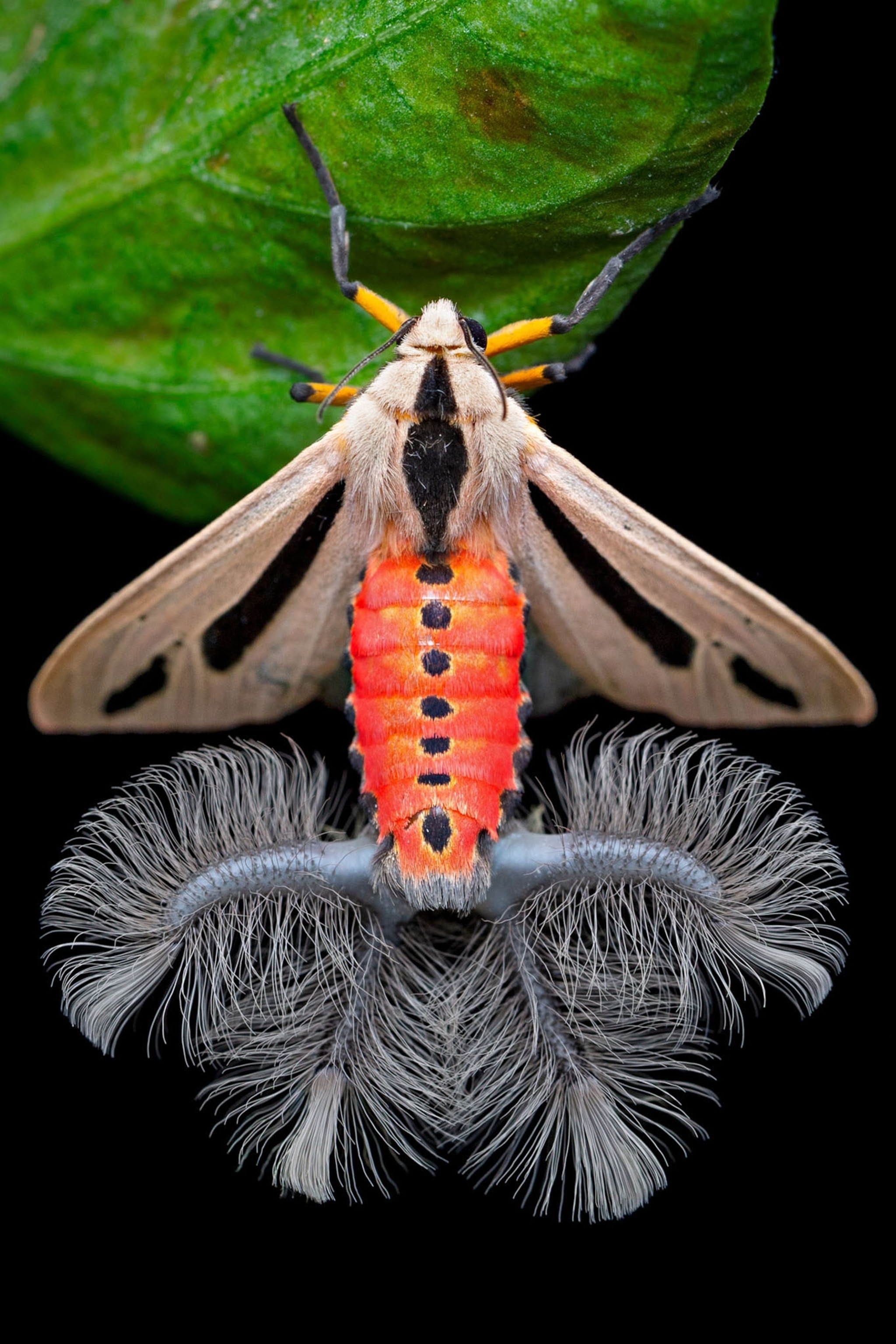 moth with red body and fluffy tail.