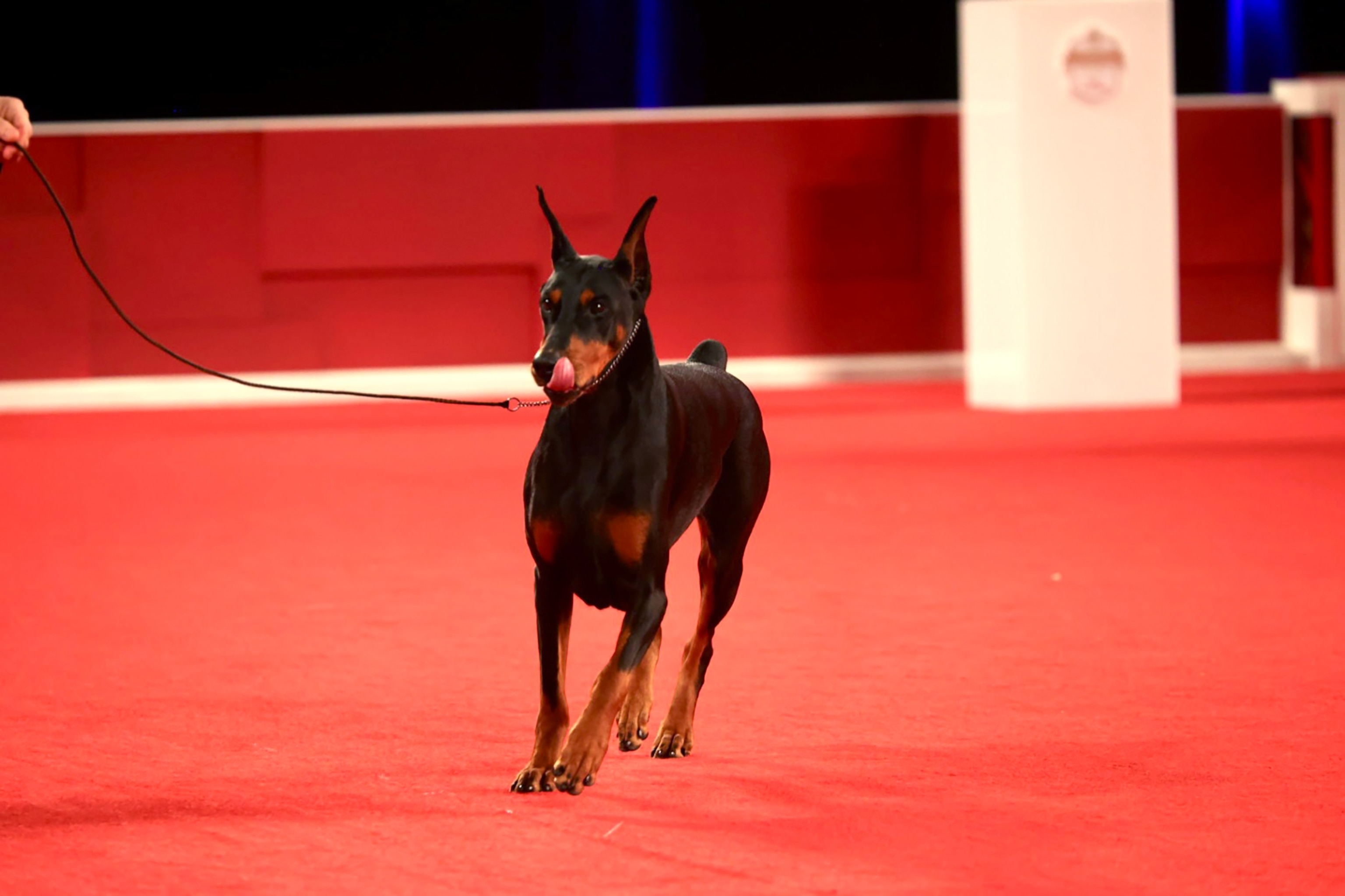 A dobermann center frame at the American Kennel Club competition.