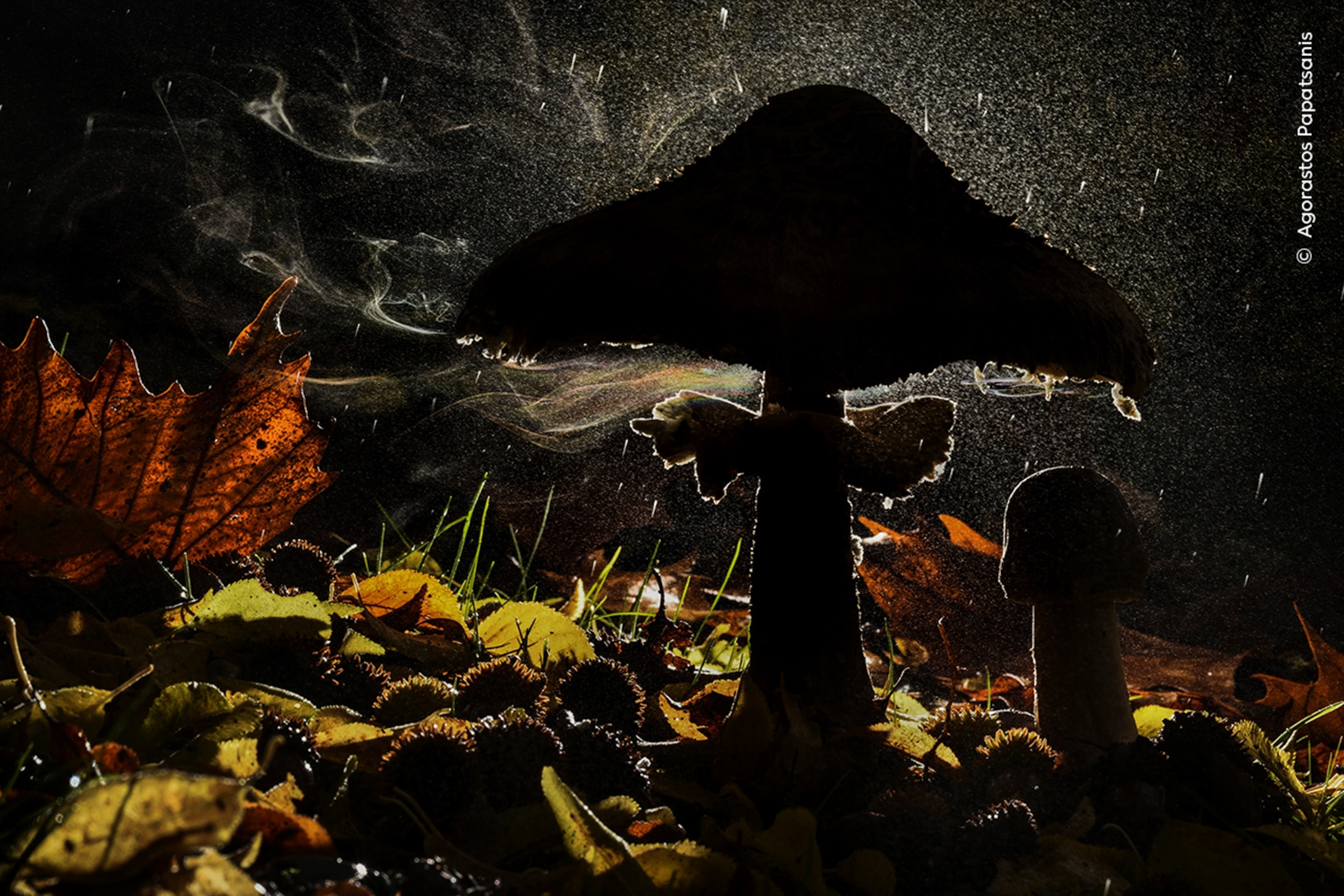 A backlit mushroom releasing a cloud of spores in the forest