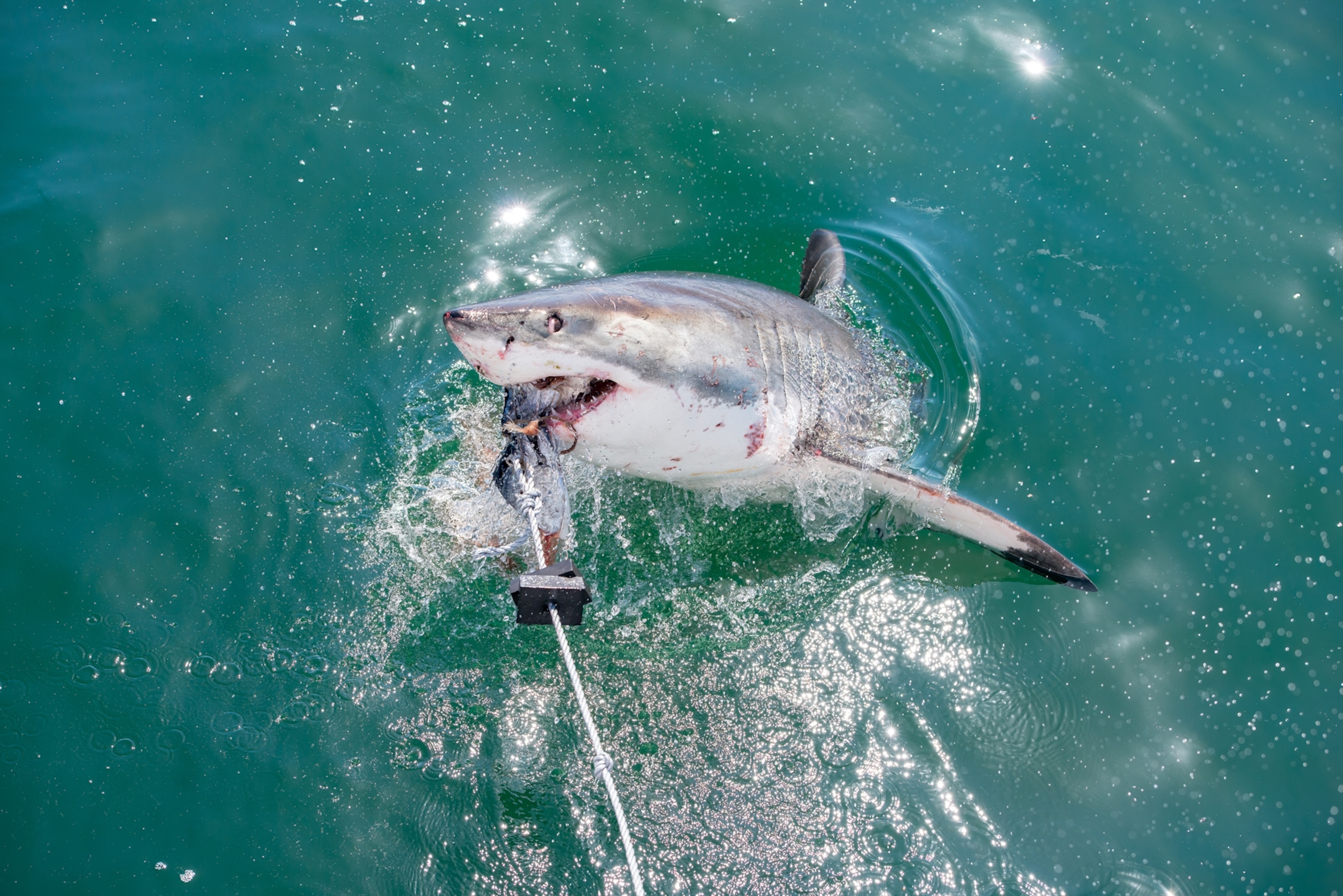 Picture of a great white shark breaching to attack a bait line.