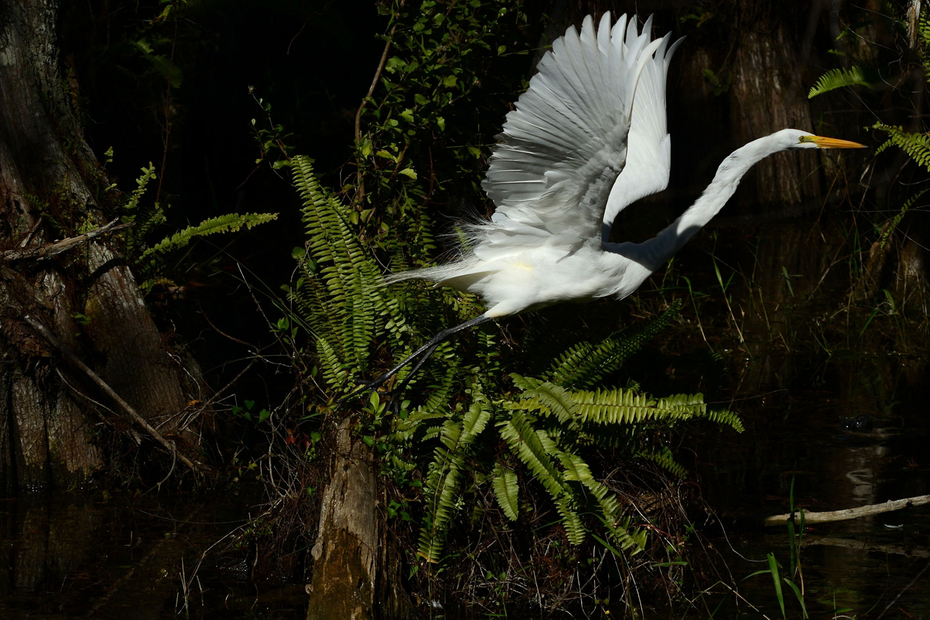 A white great egret, Ardea alba, in flight in Everglades National Park.