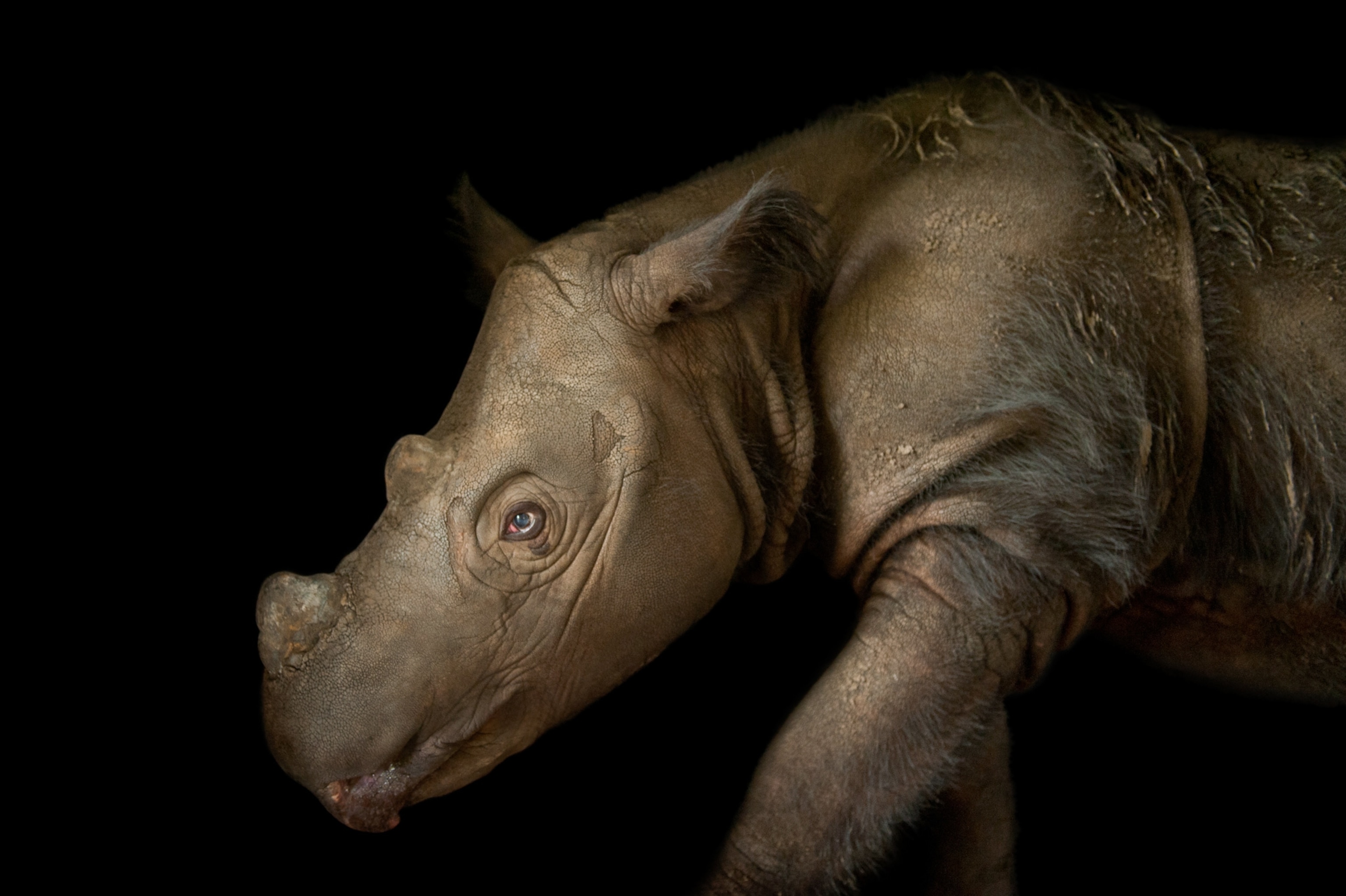 a Sumatran rhinoceros.