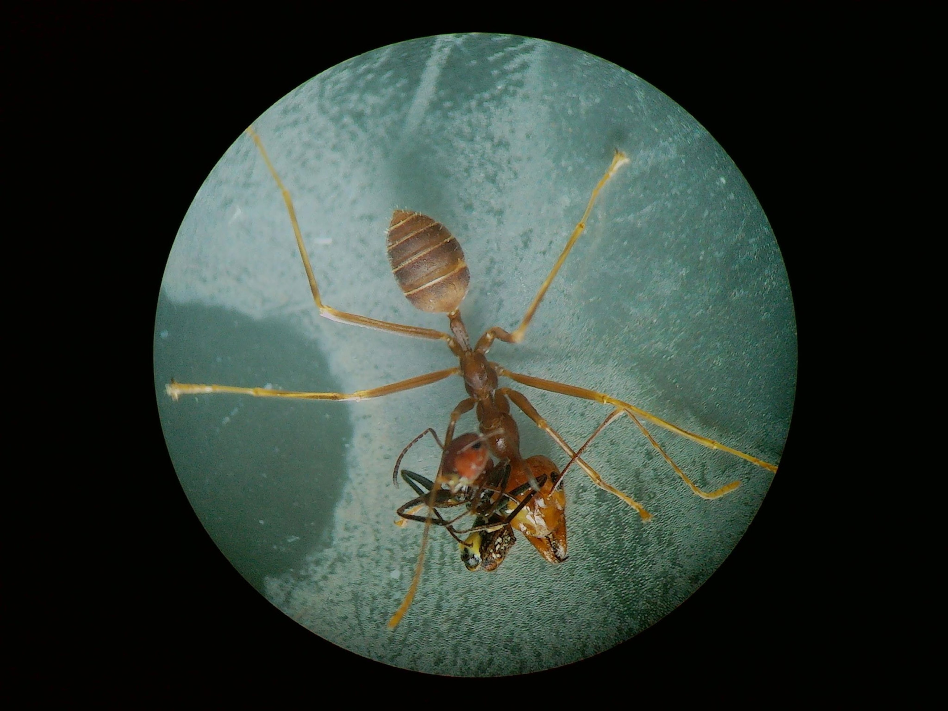 ants